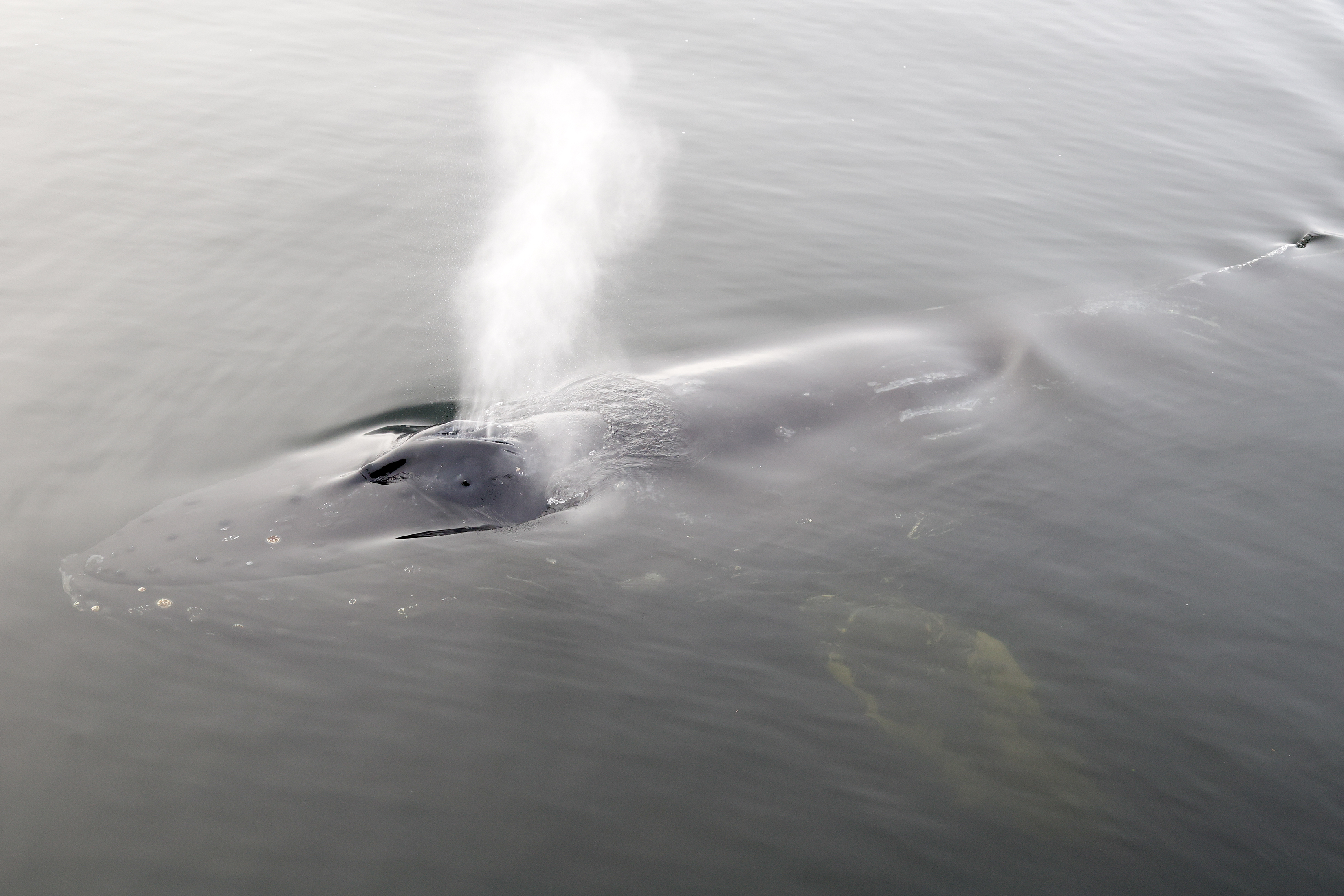 2026 01 15 Whale