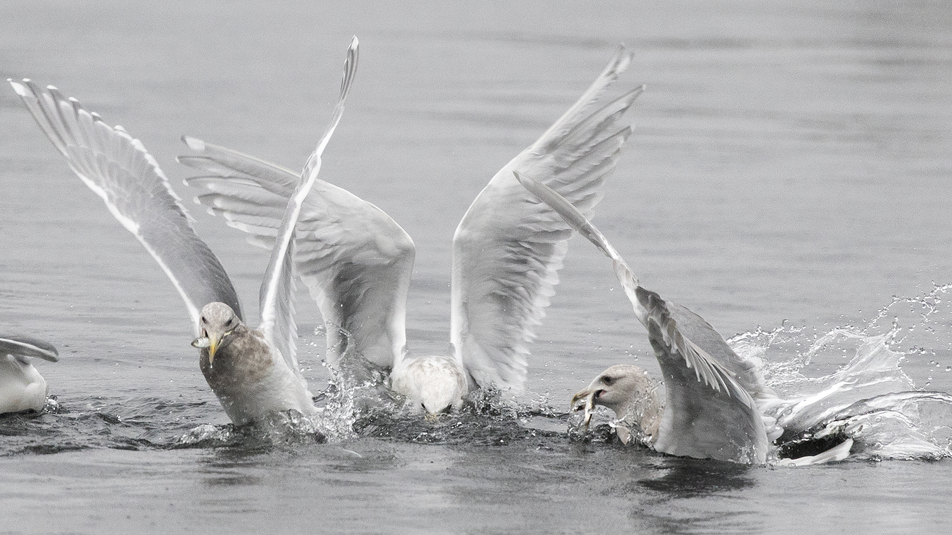 2026 01 30 Seagulls Diving For Fish