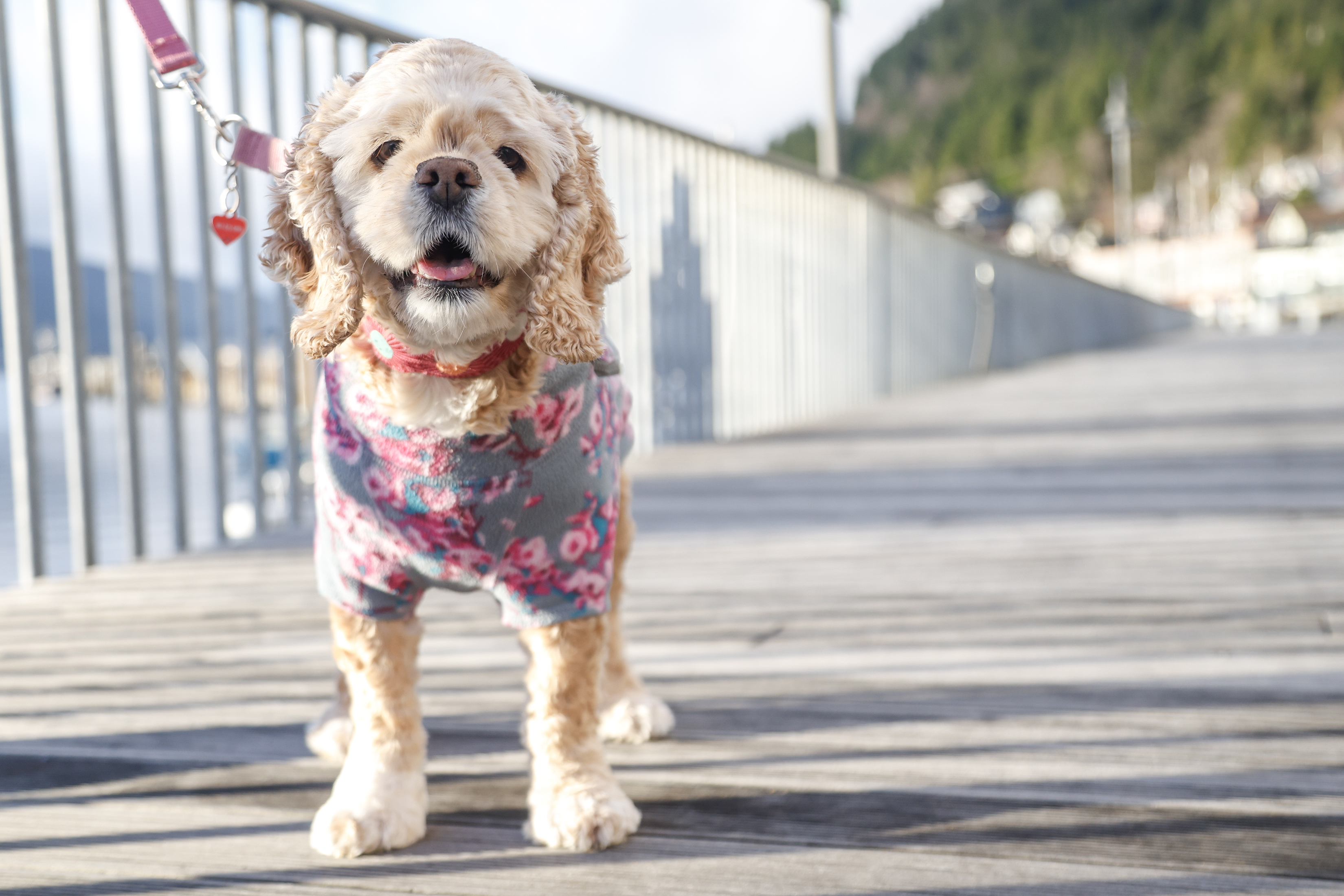 2026 02 05 Dog Fashion 1