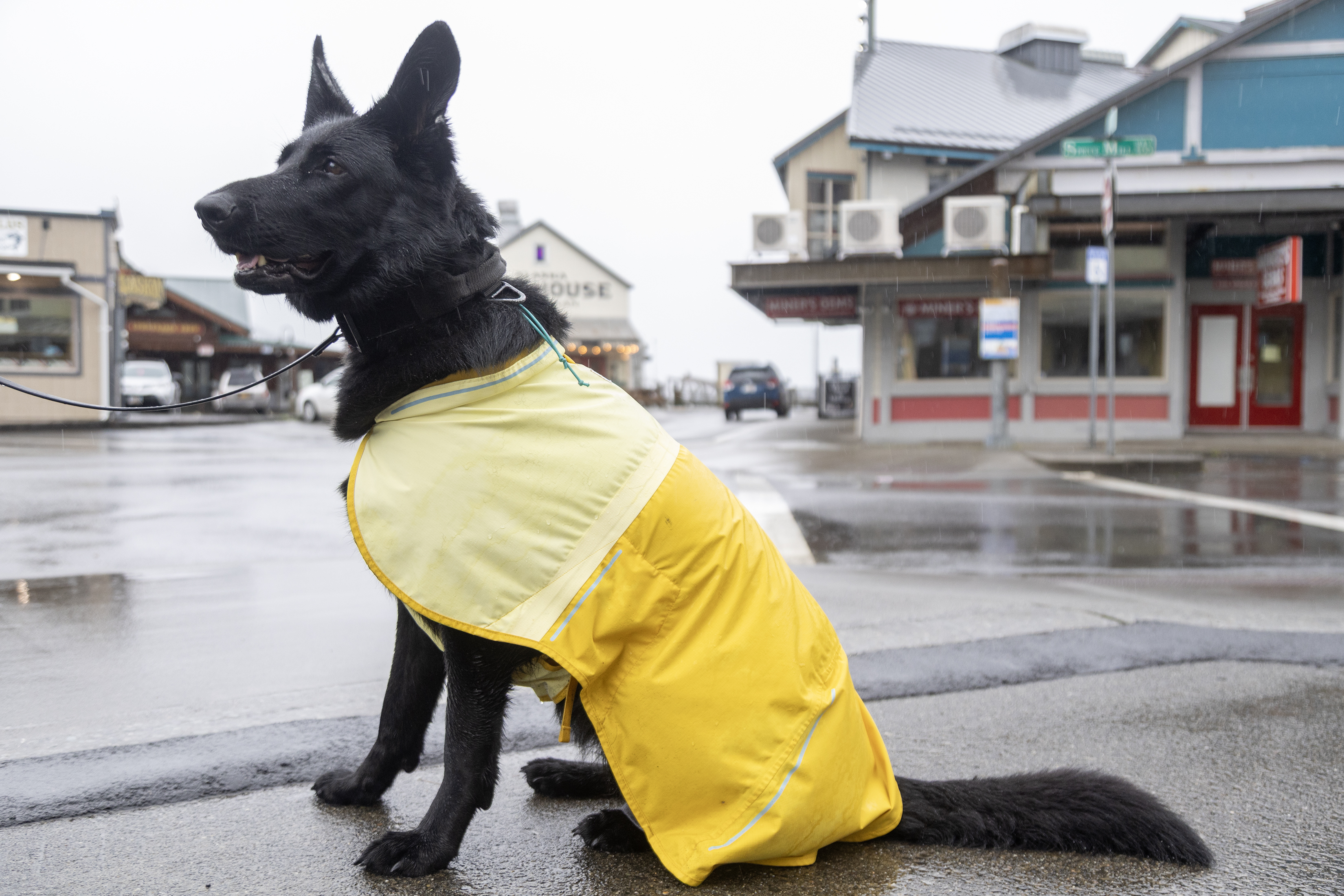 2026 02 05 Dog Fashion 3