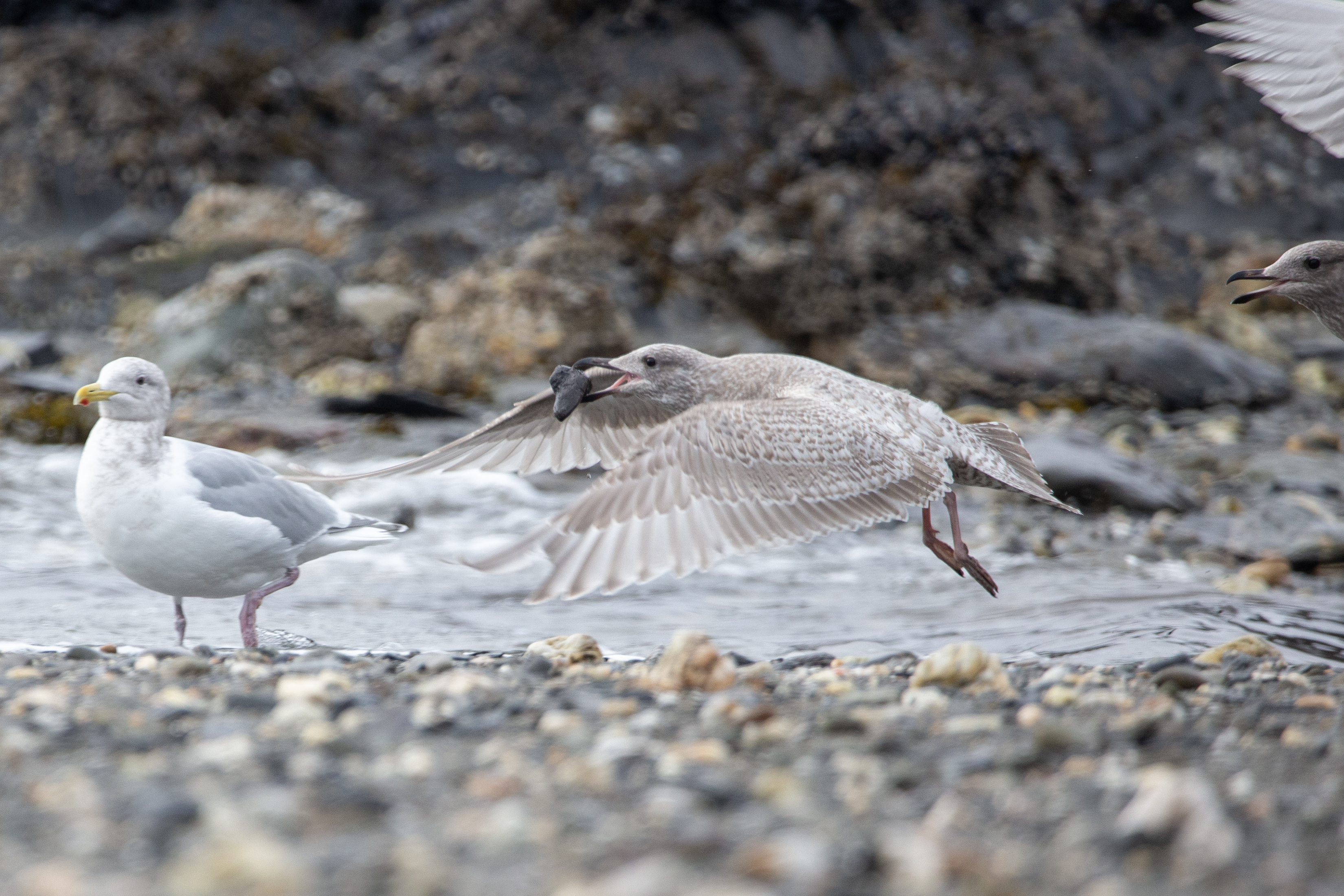 2026 02 26 Beach Birds 1