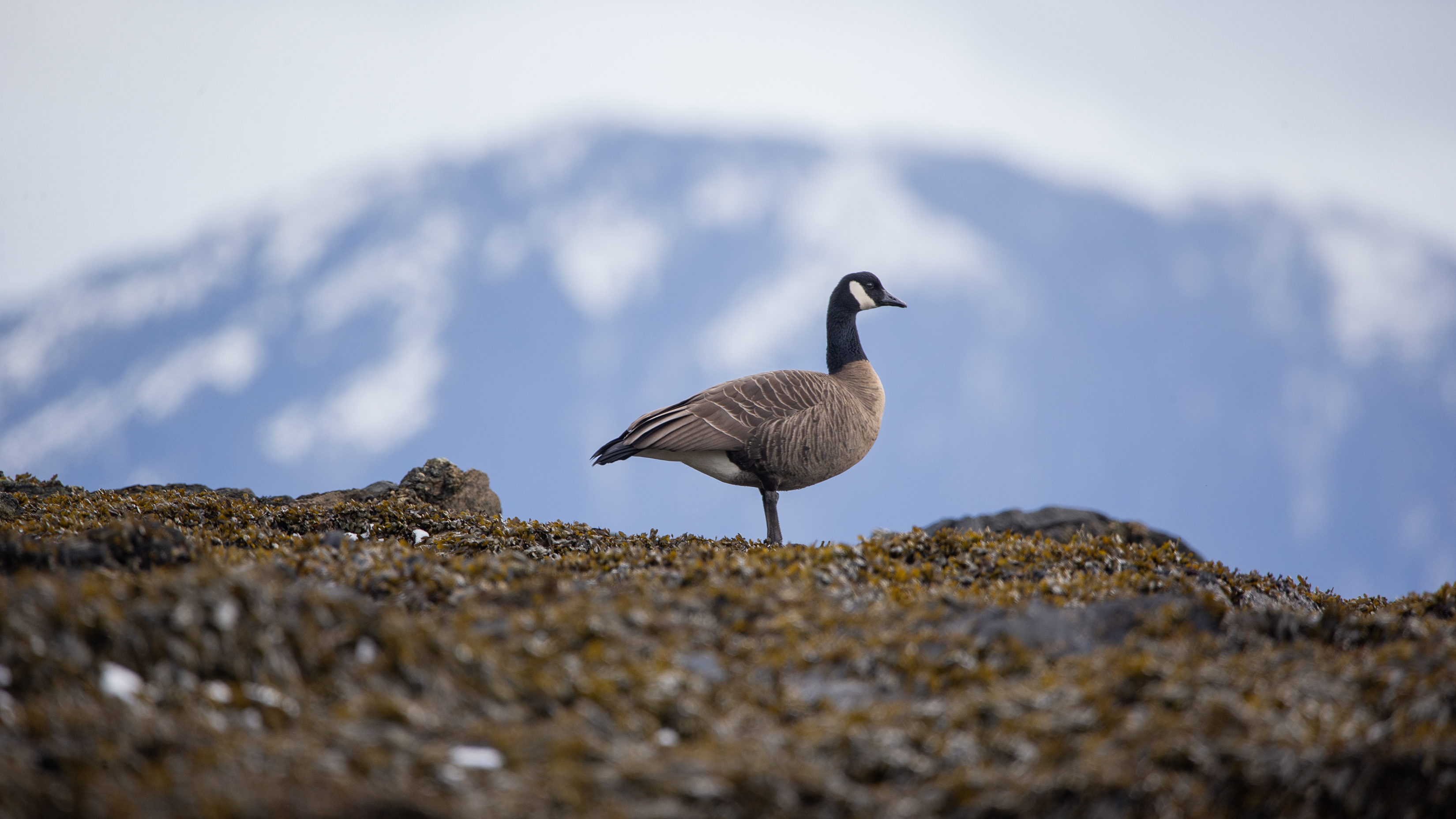 2026 02 26 Beach Birds 2