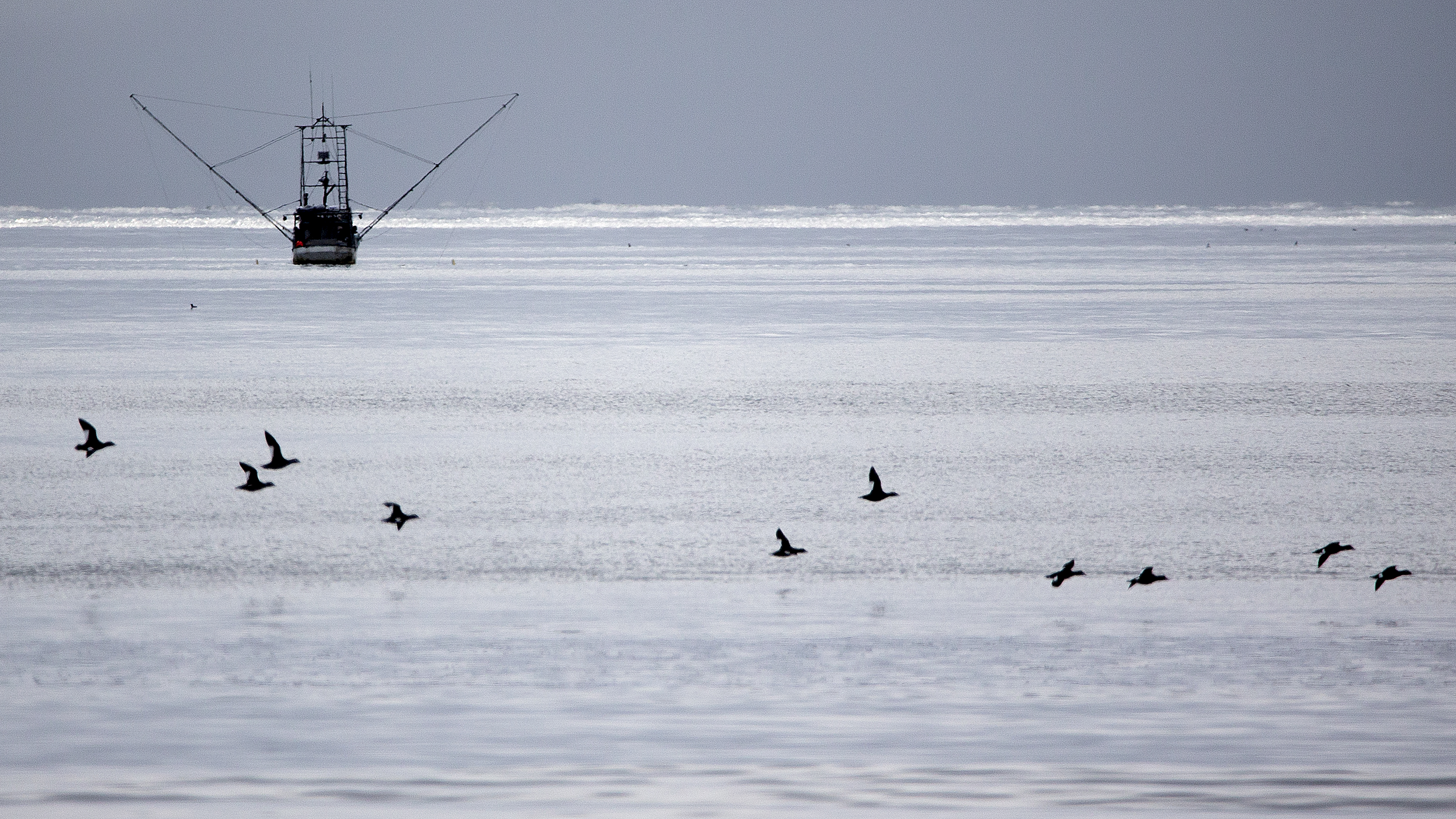 2026 02 26 Beach Birds 3