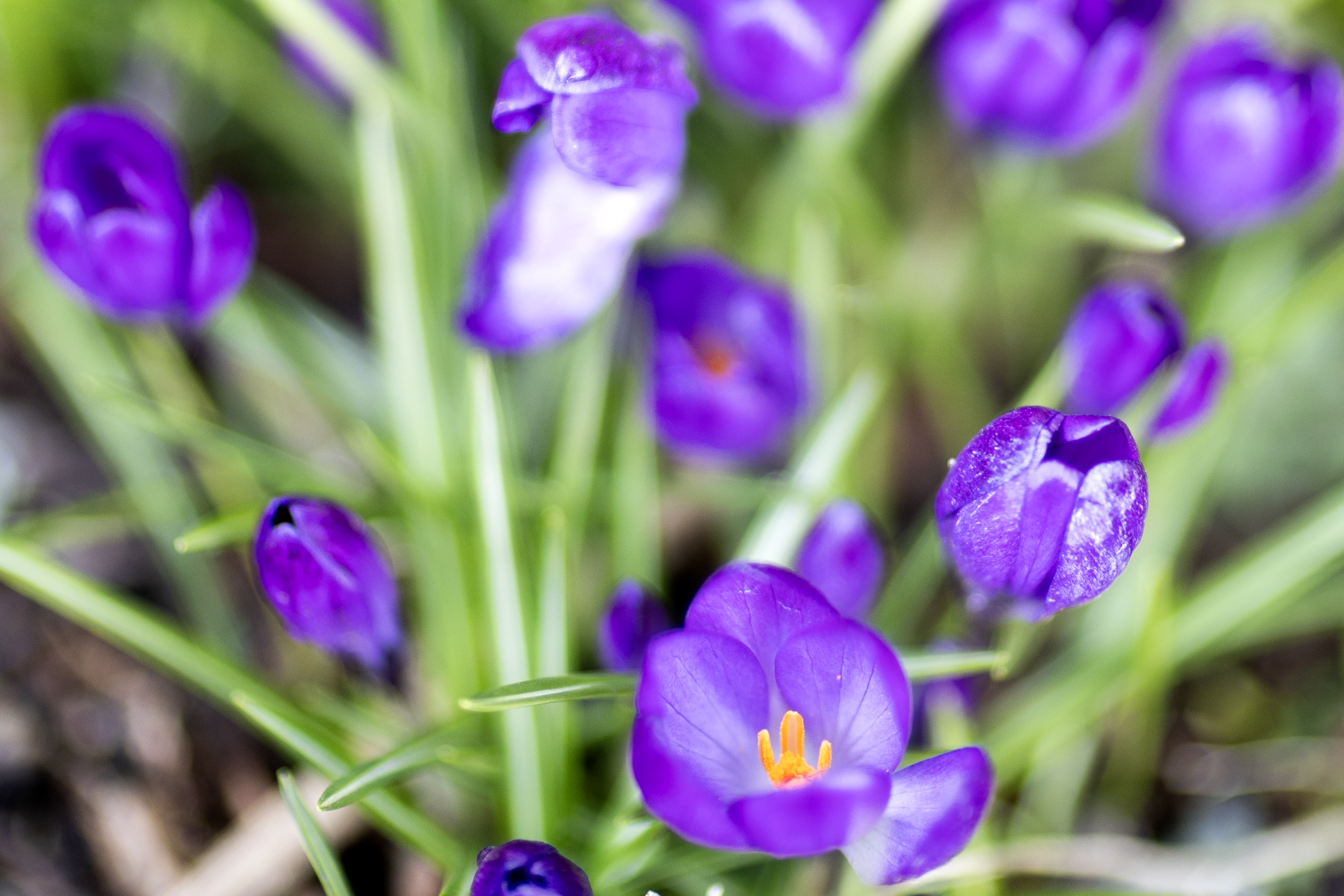 2026 03 19 Spring Flowers 