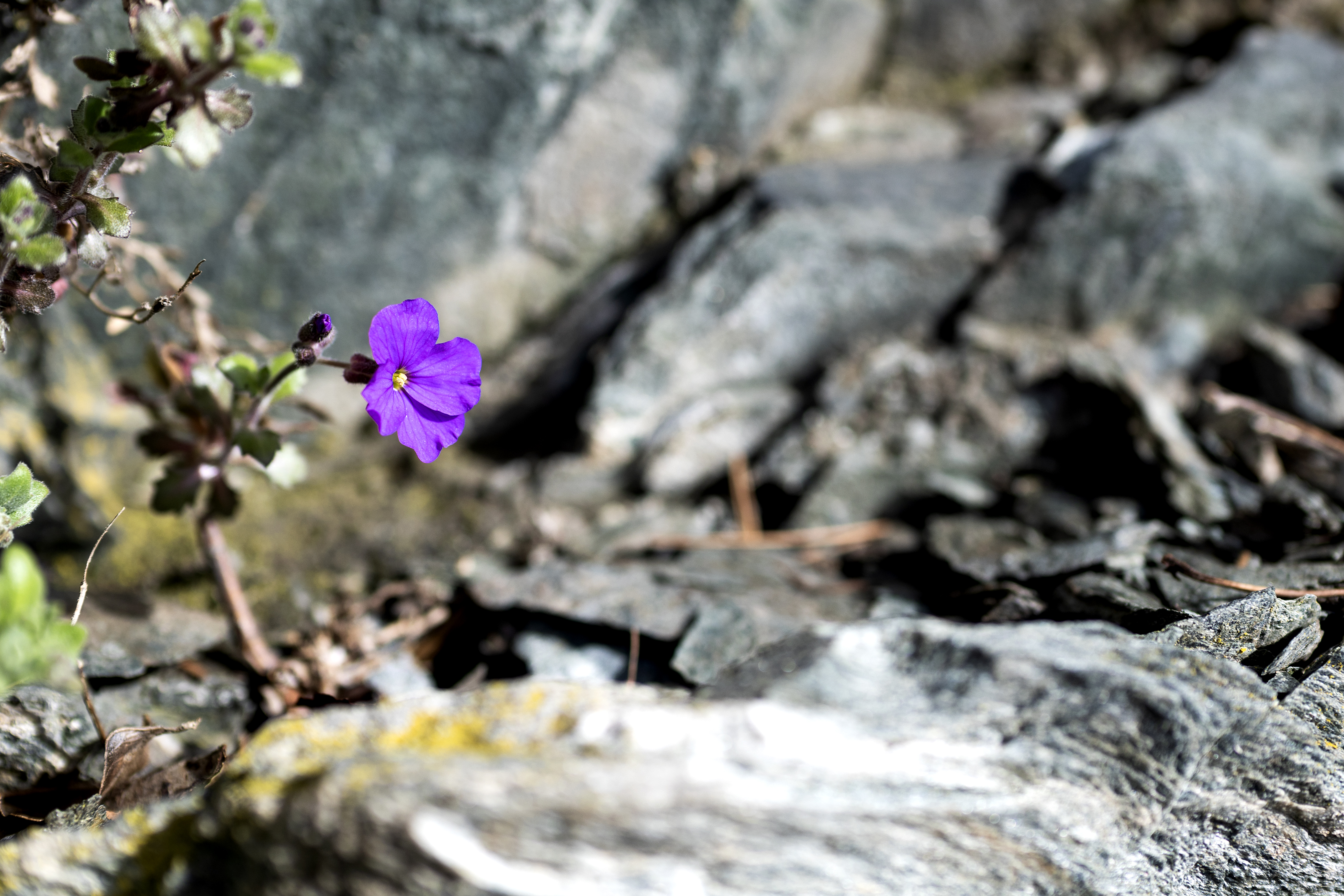 2026 03 19 Spring Flowers 1
