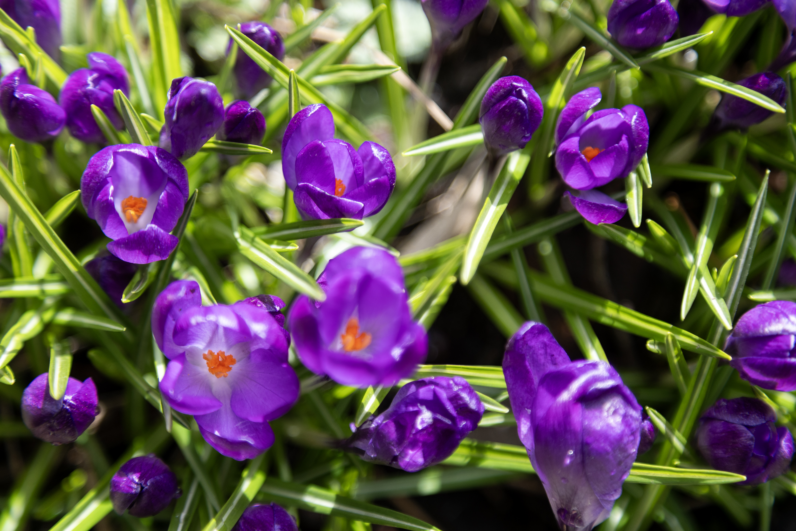 2026 03 19 Spring Flowers 2