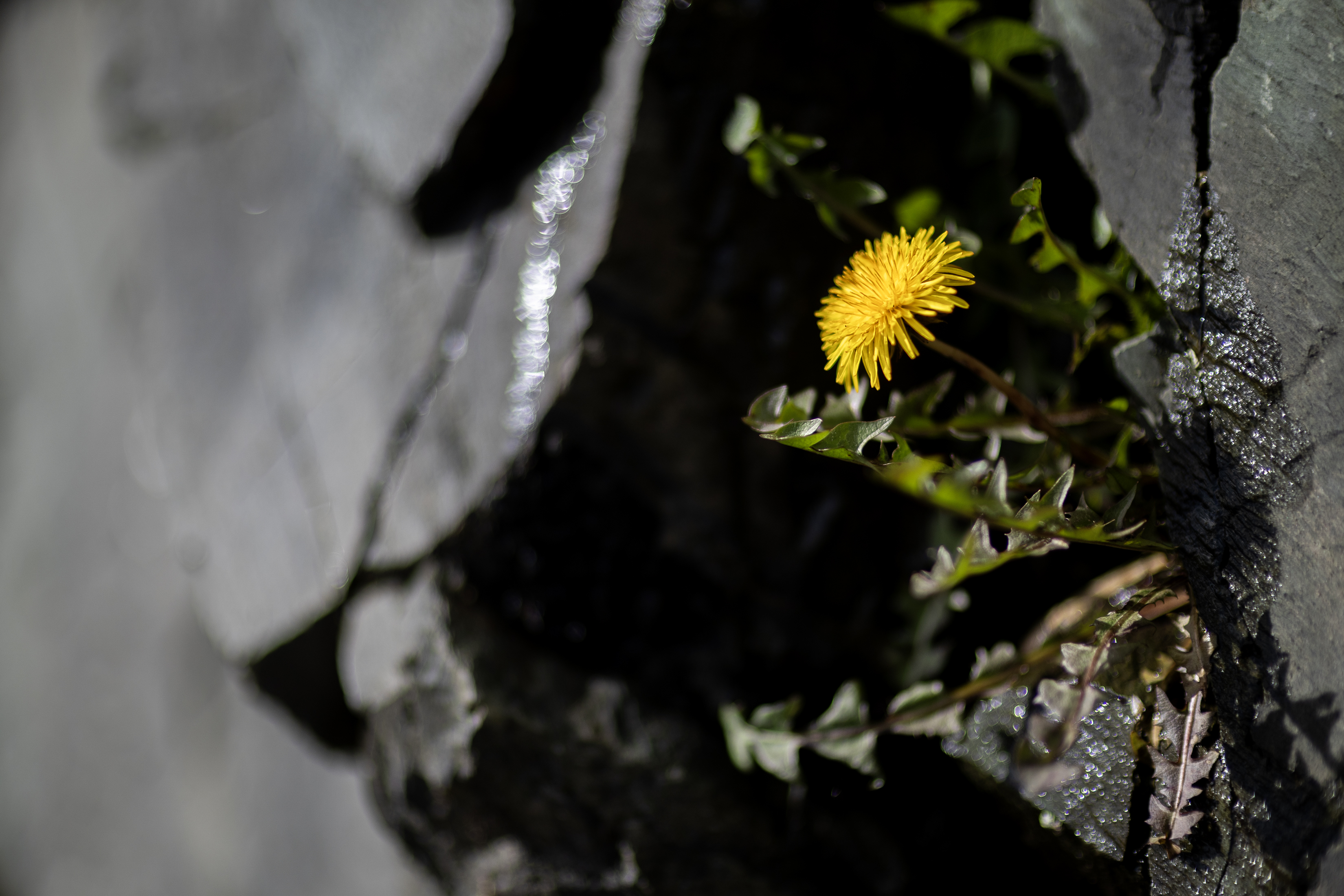 2026 03 19 Spring Flowers 3