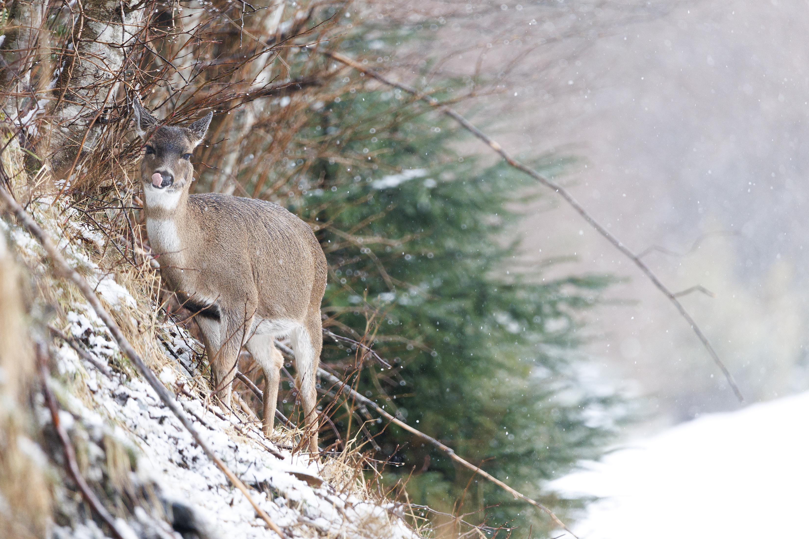 2026 03 27 Deer Snow