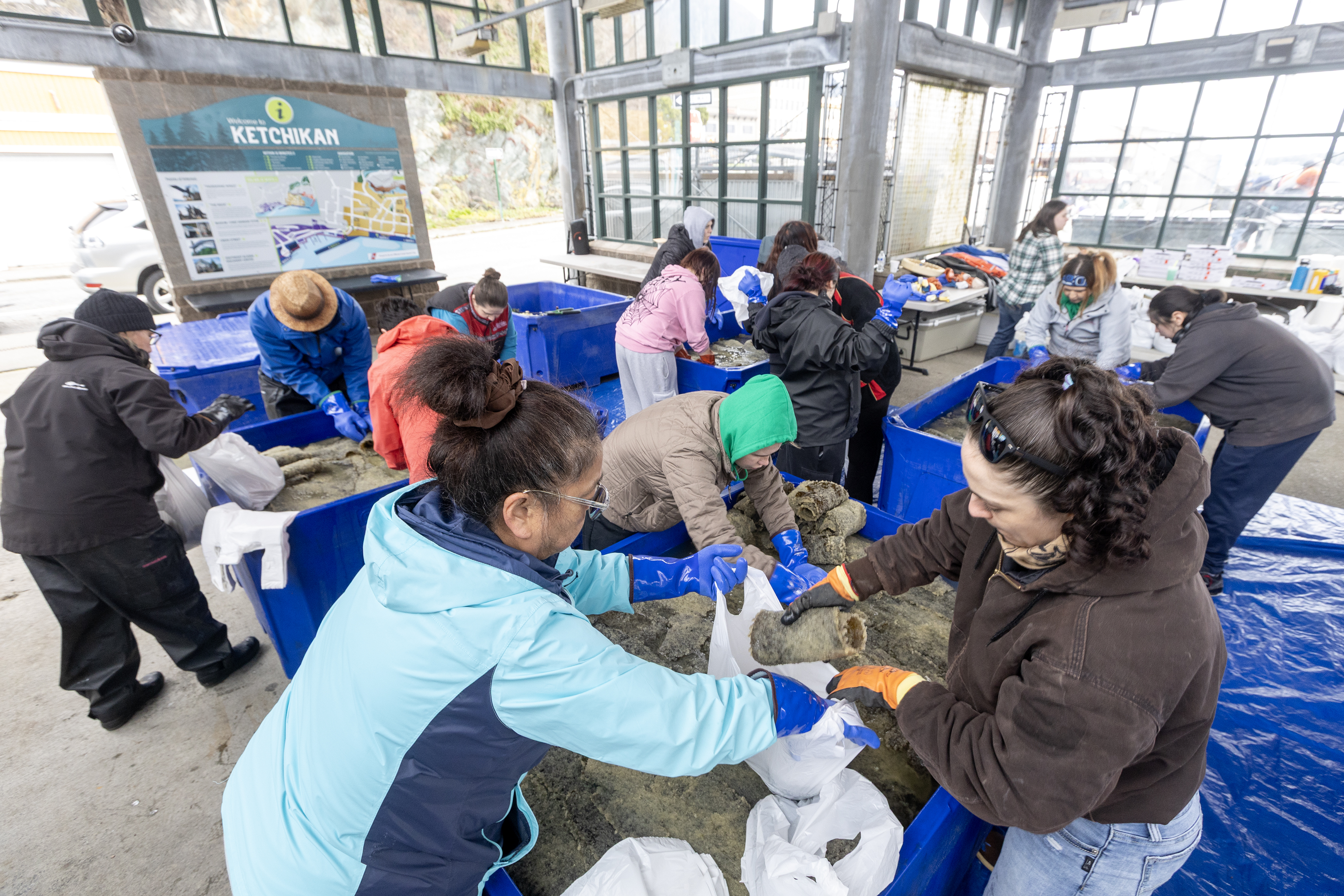 2026 04 09 KIC Herring Egg Distribution 2