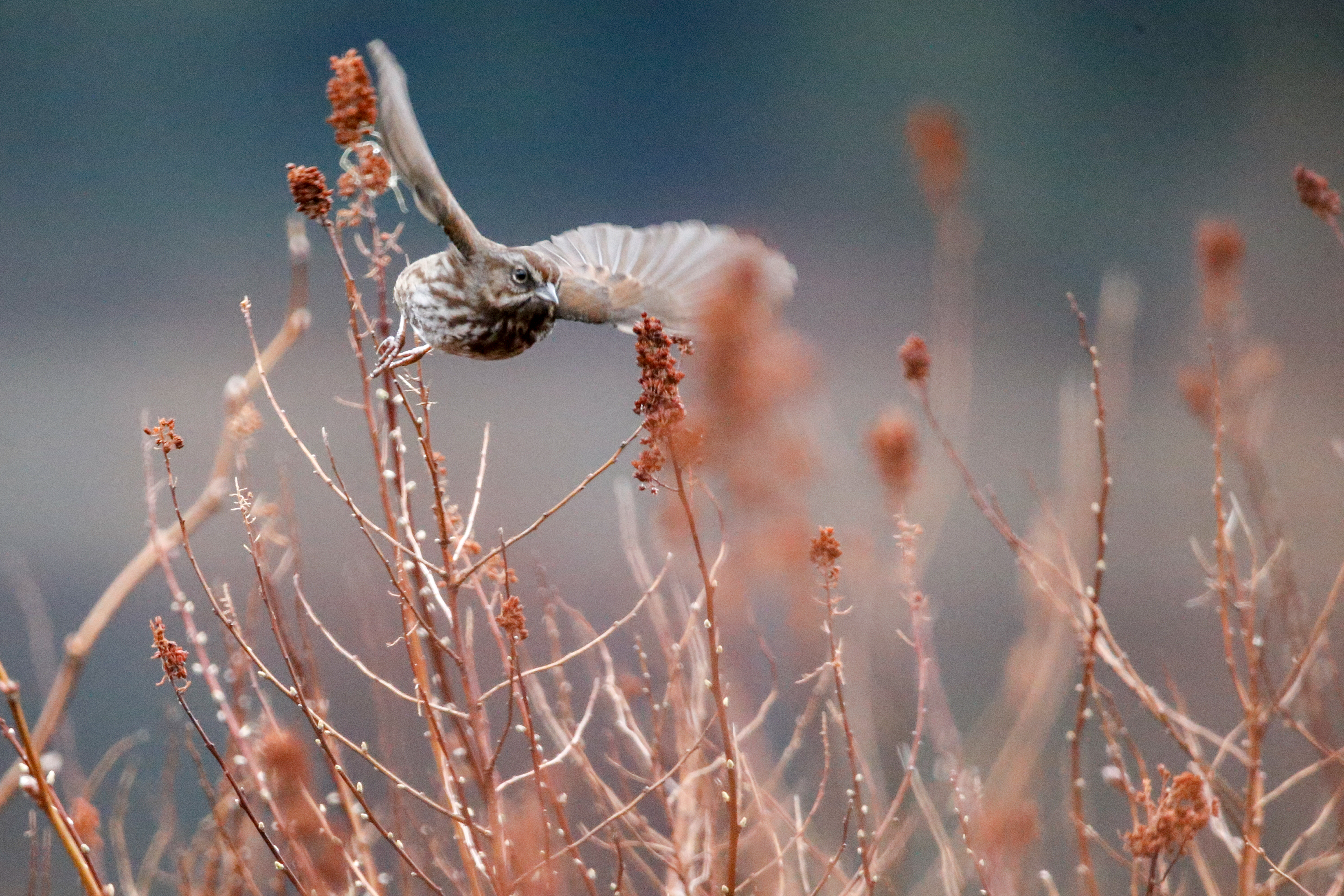2026 04 18 Birders 2