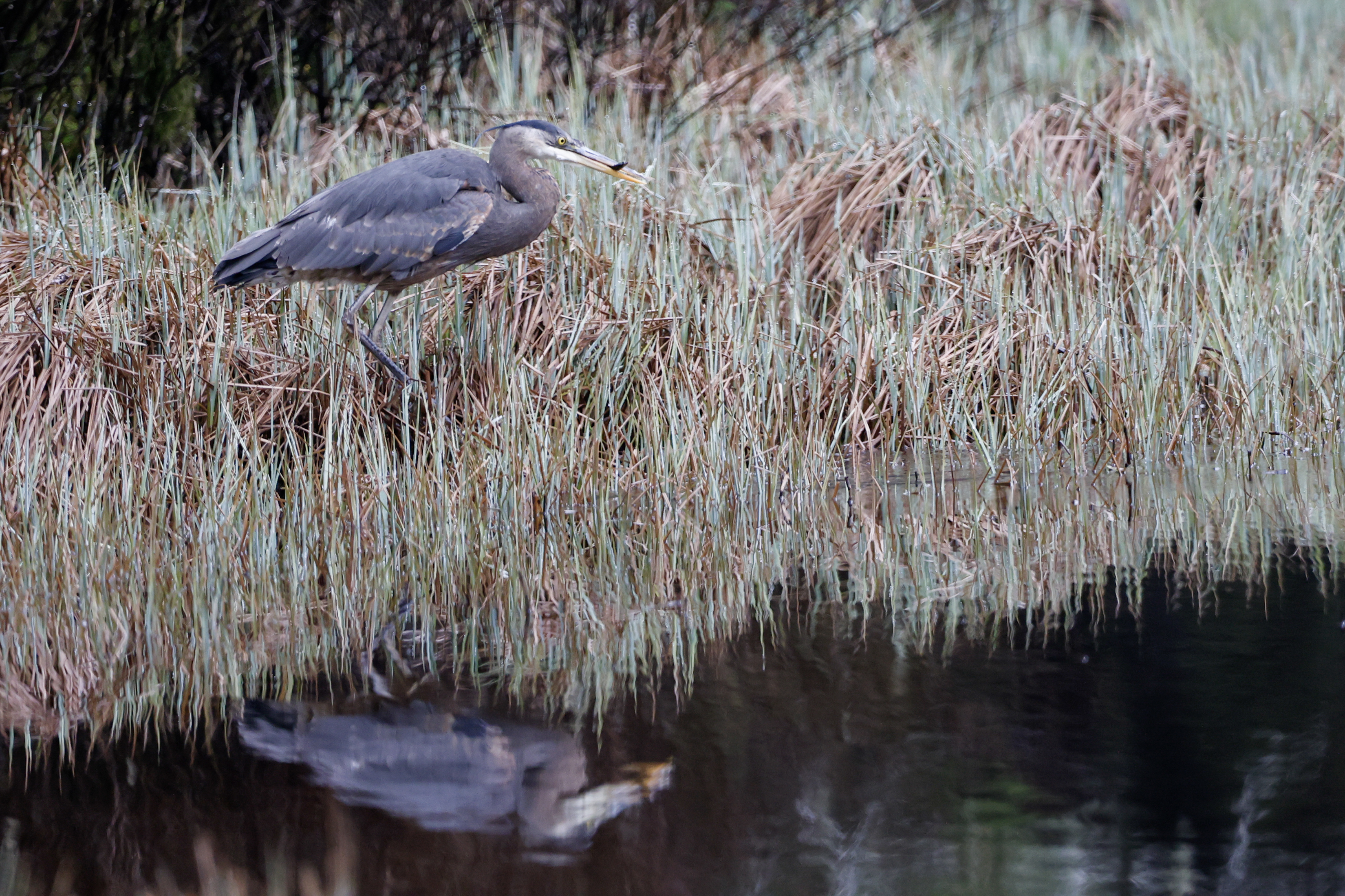 2026 04 18 Birders 3