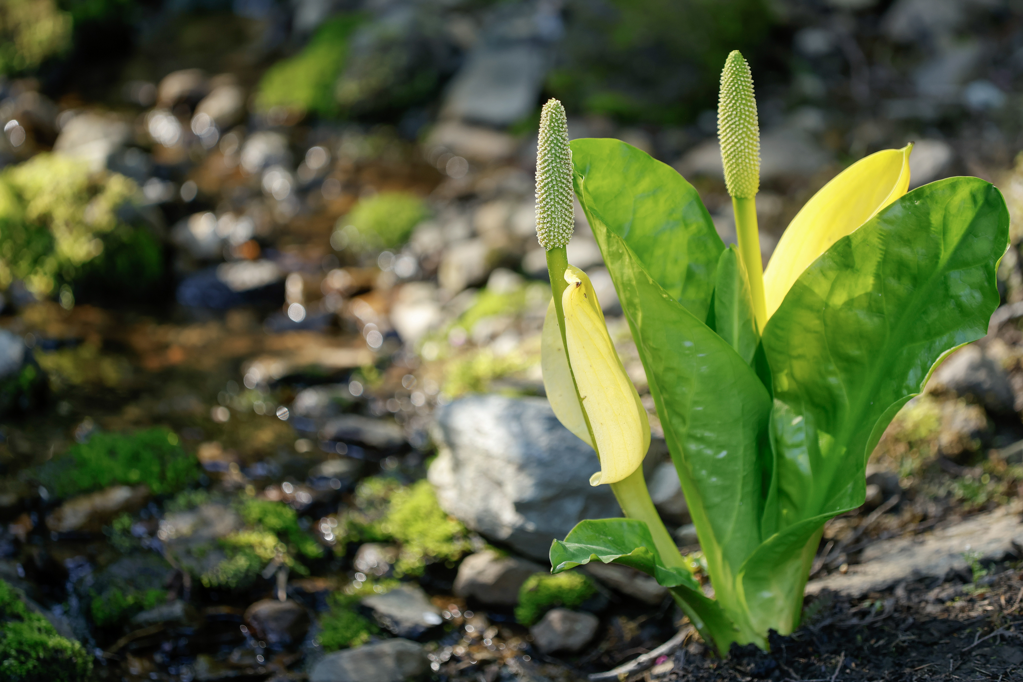 2026 05 06 Skunk Cabbage 1