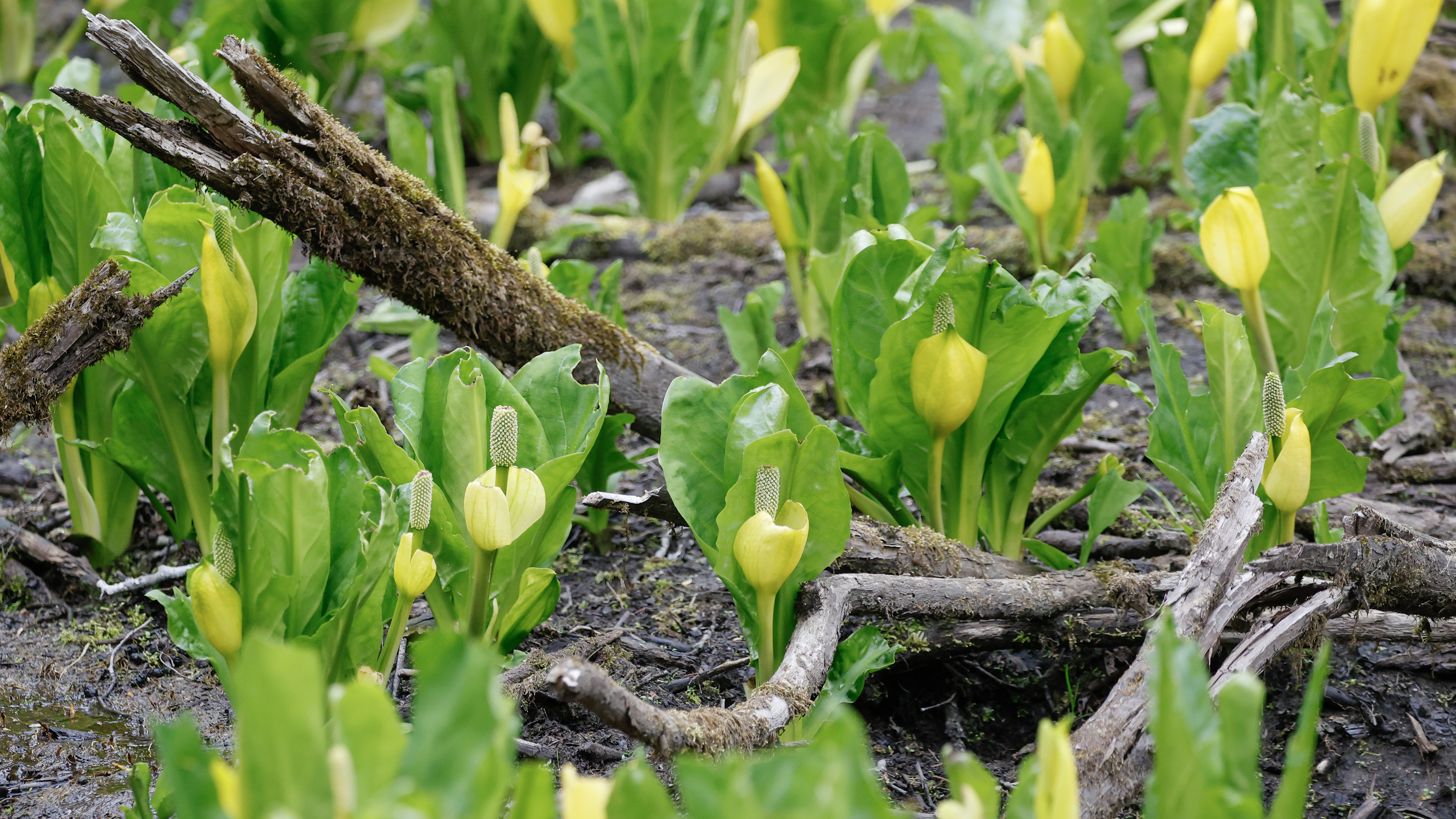 2026 05 06 Skunk Cabbage 2