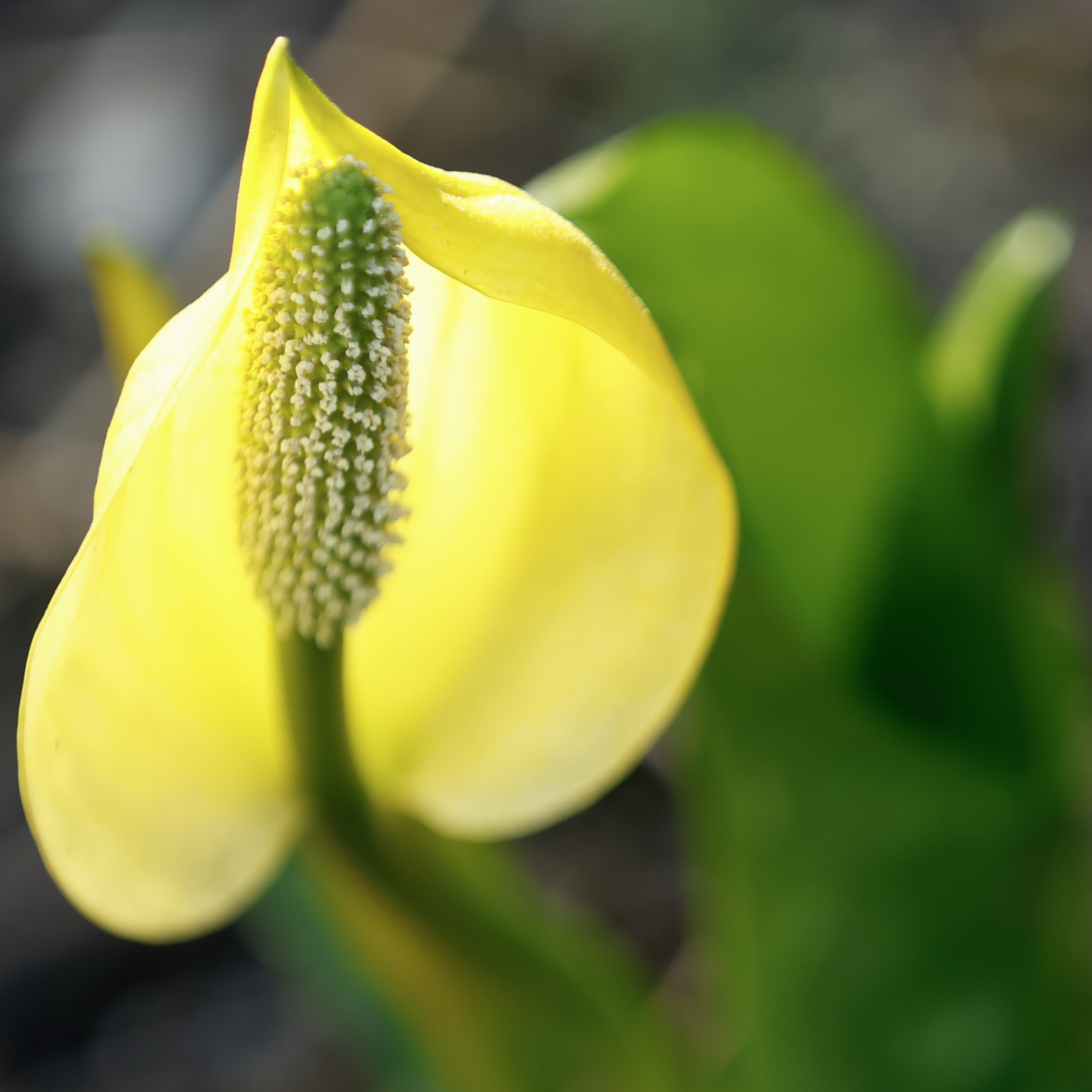 2026 05 06 Skunk Cabbage 3