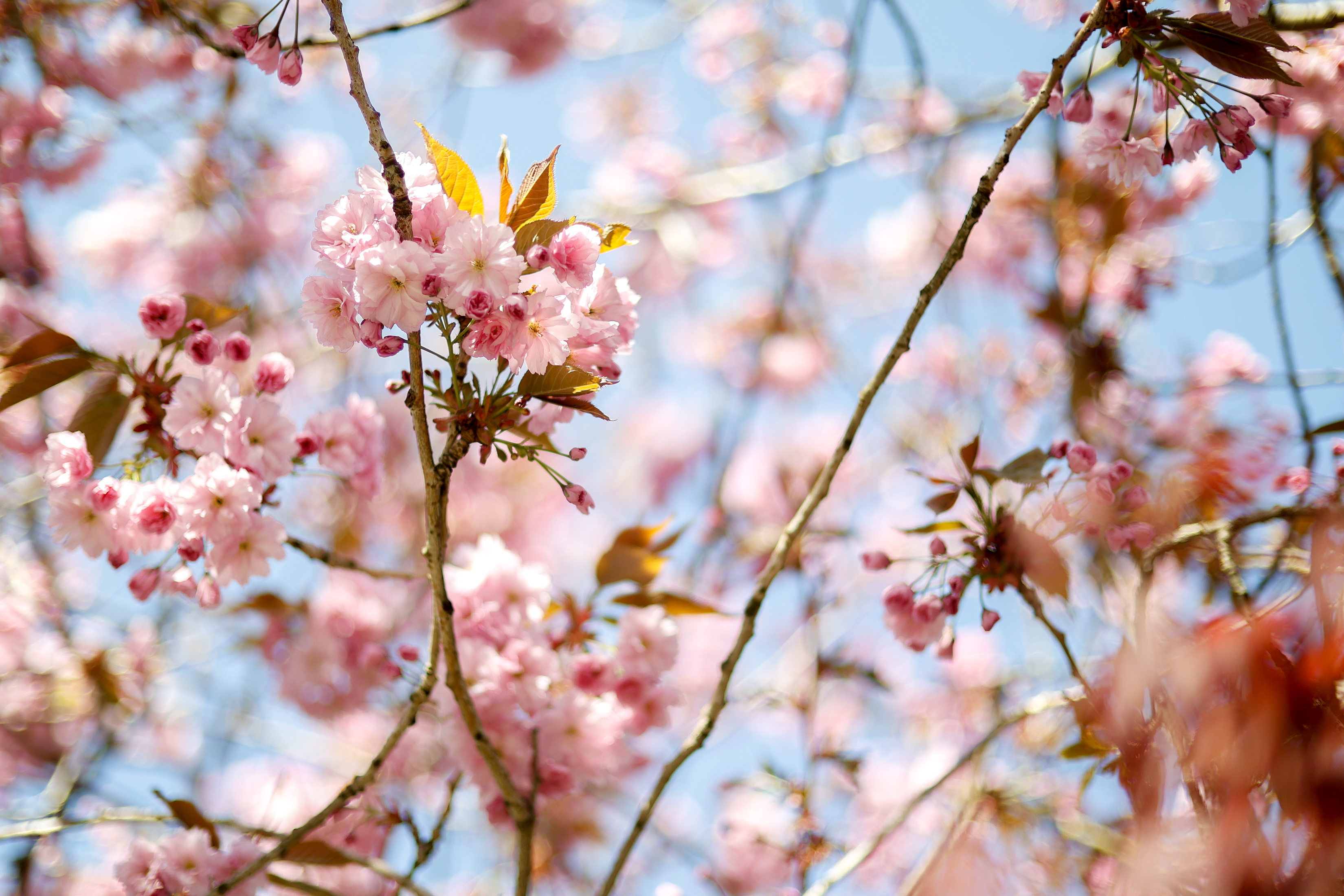 2026 05 07 Cherry Blossom 1