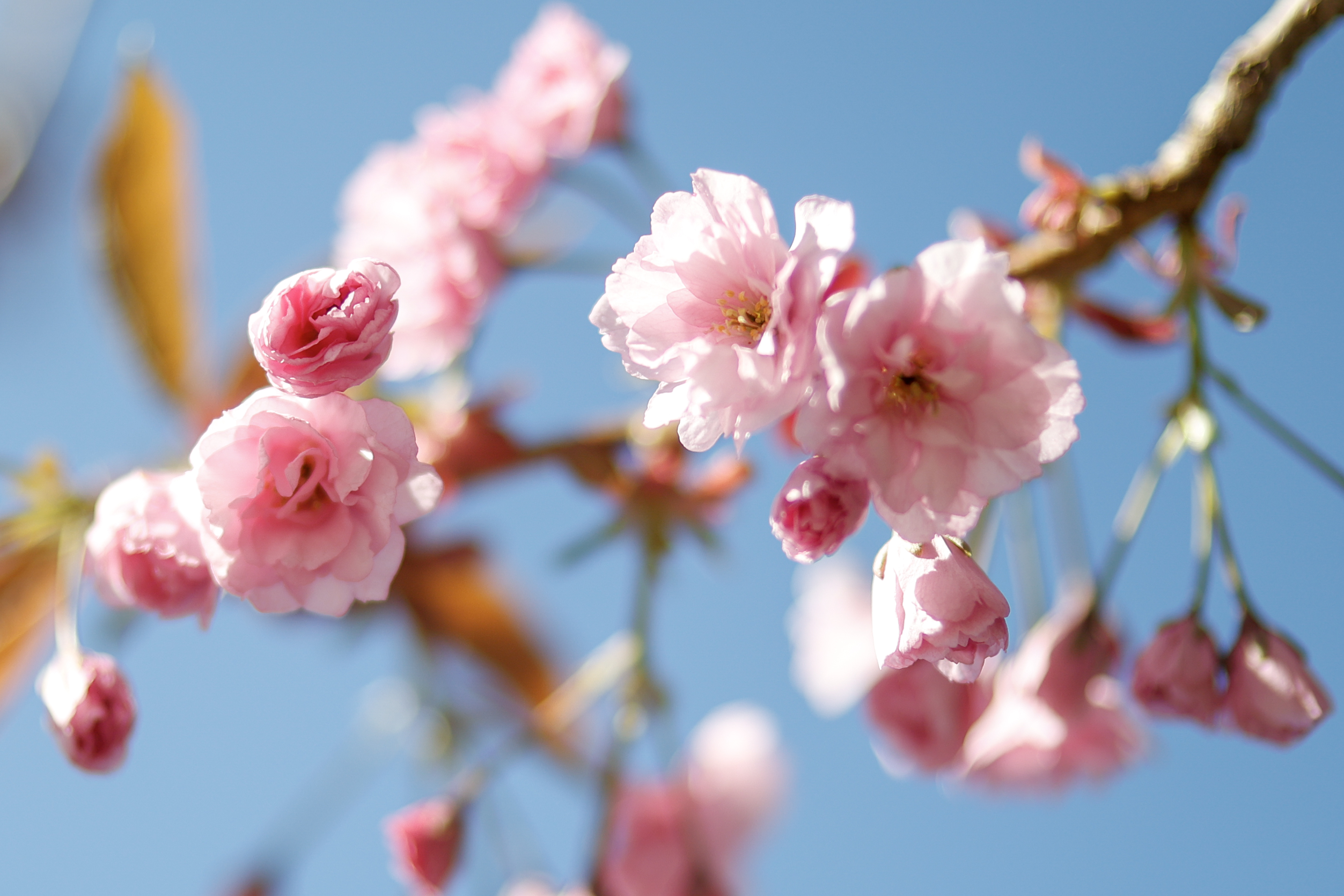 2026 05 07 Cherry Blossom 2