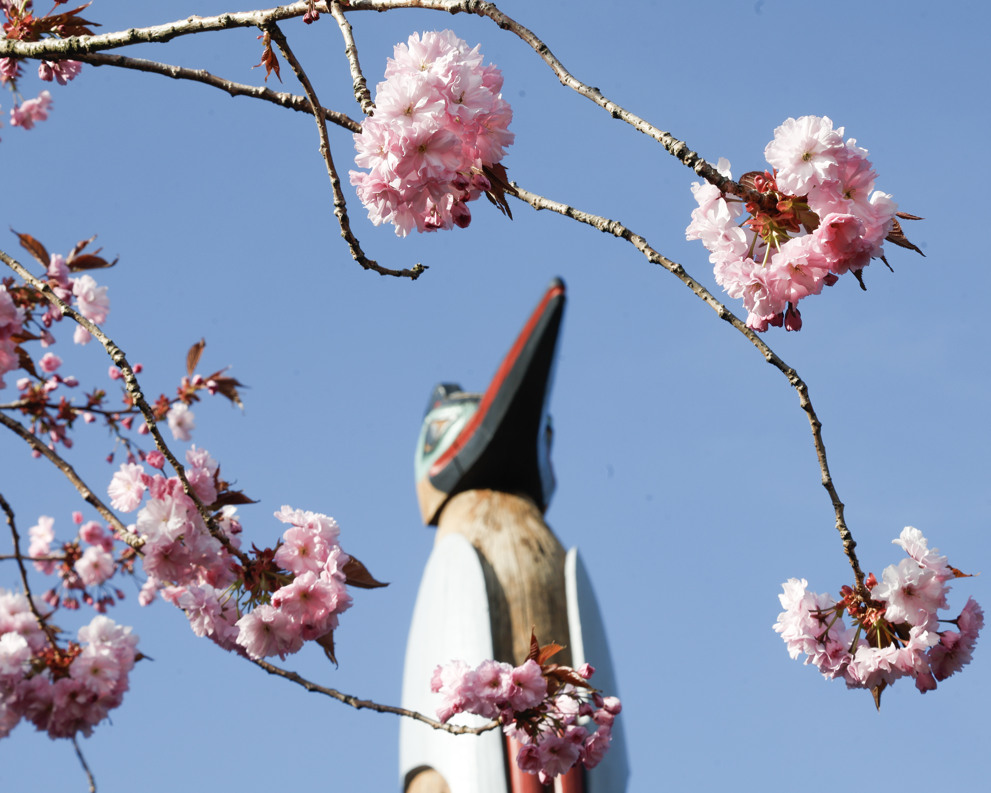 2026 05 07 Cherry Blossom 3