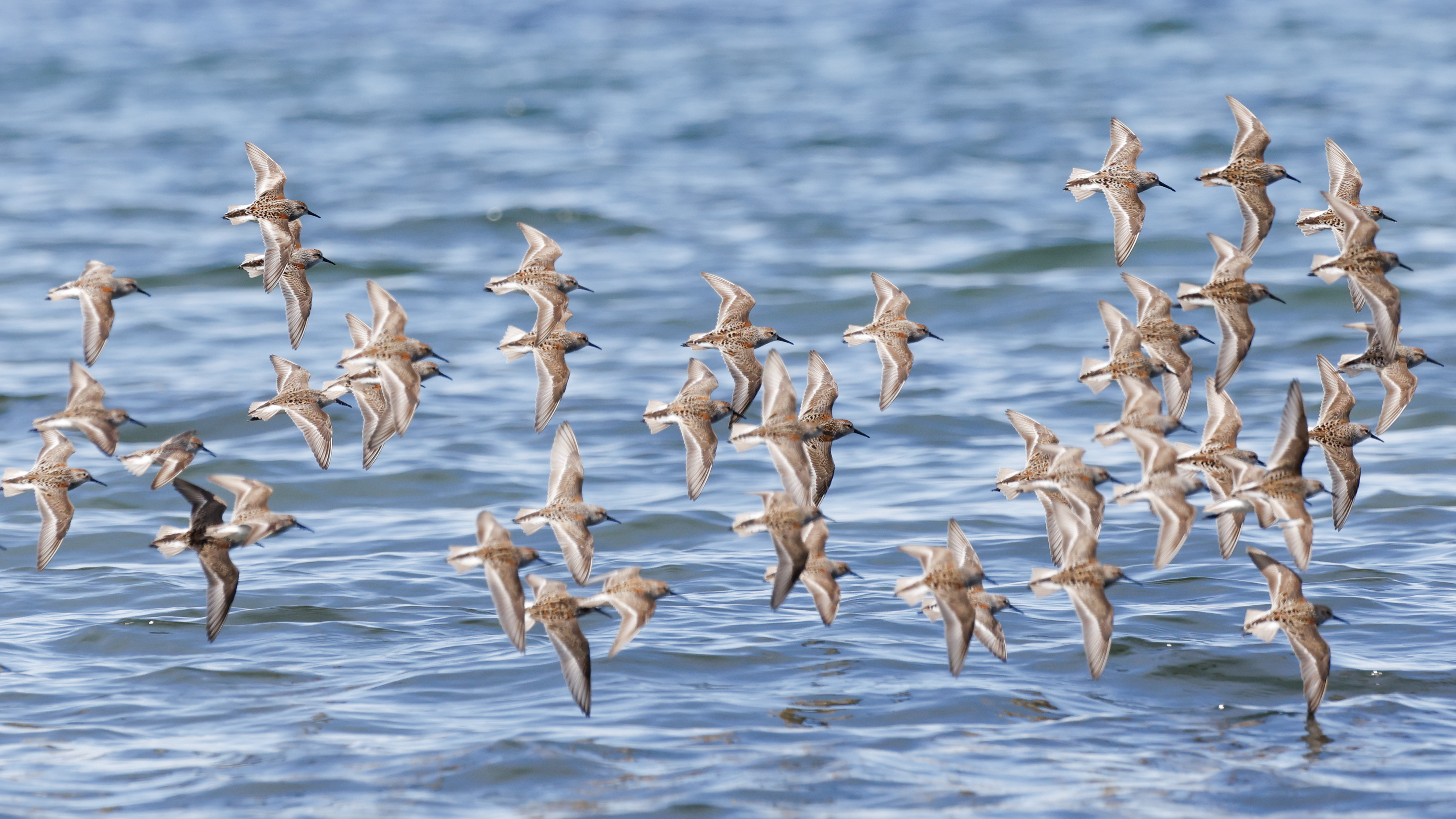 2026 05 08 Sandpiper 1