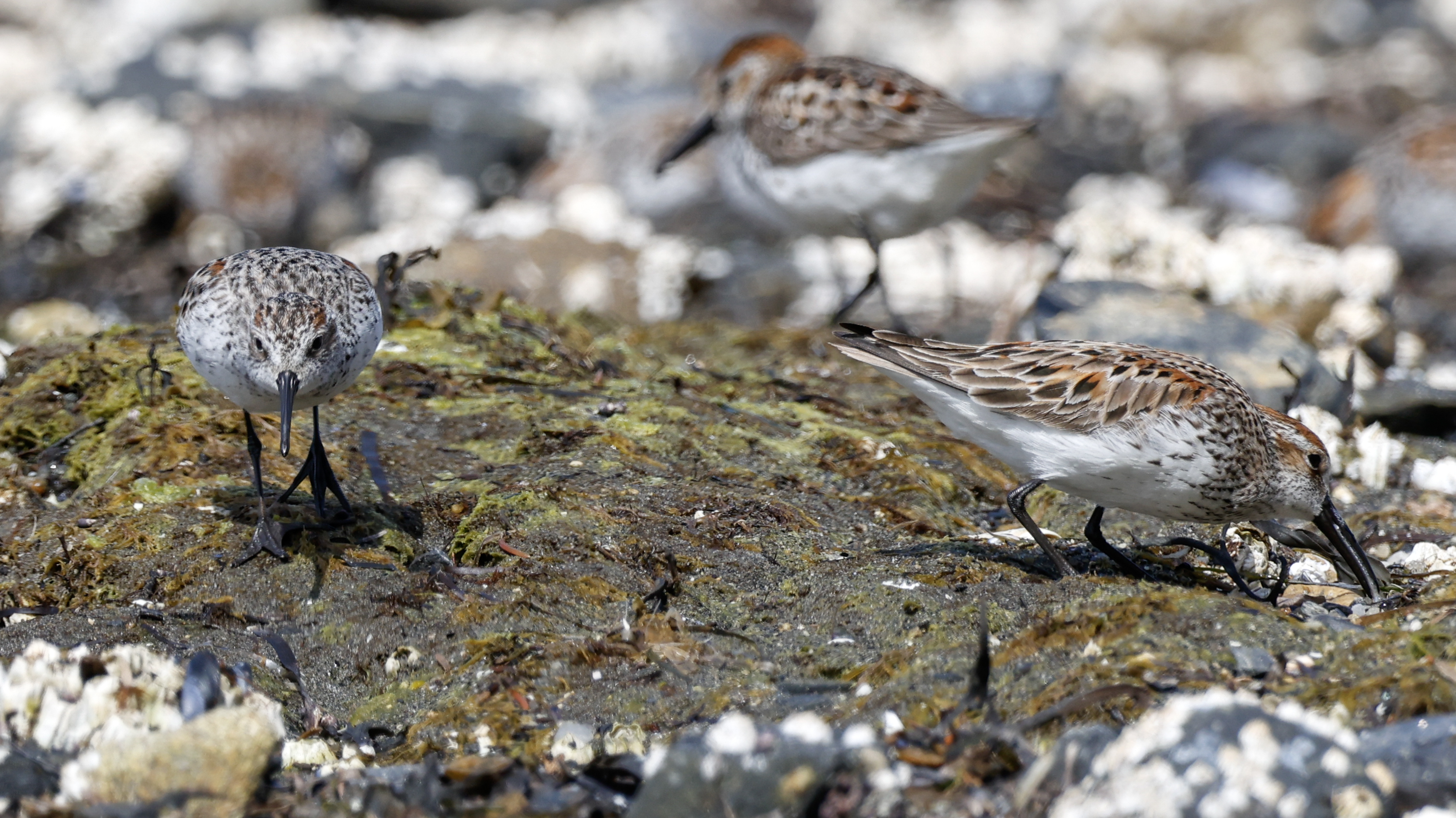 2026 05 08 Sandpiper 2