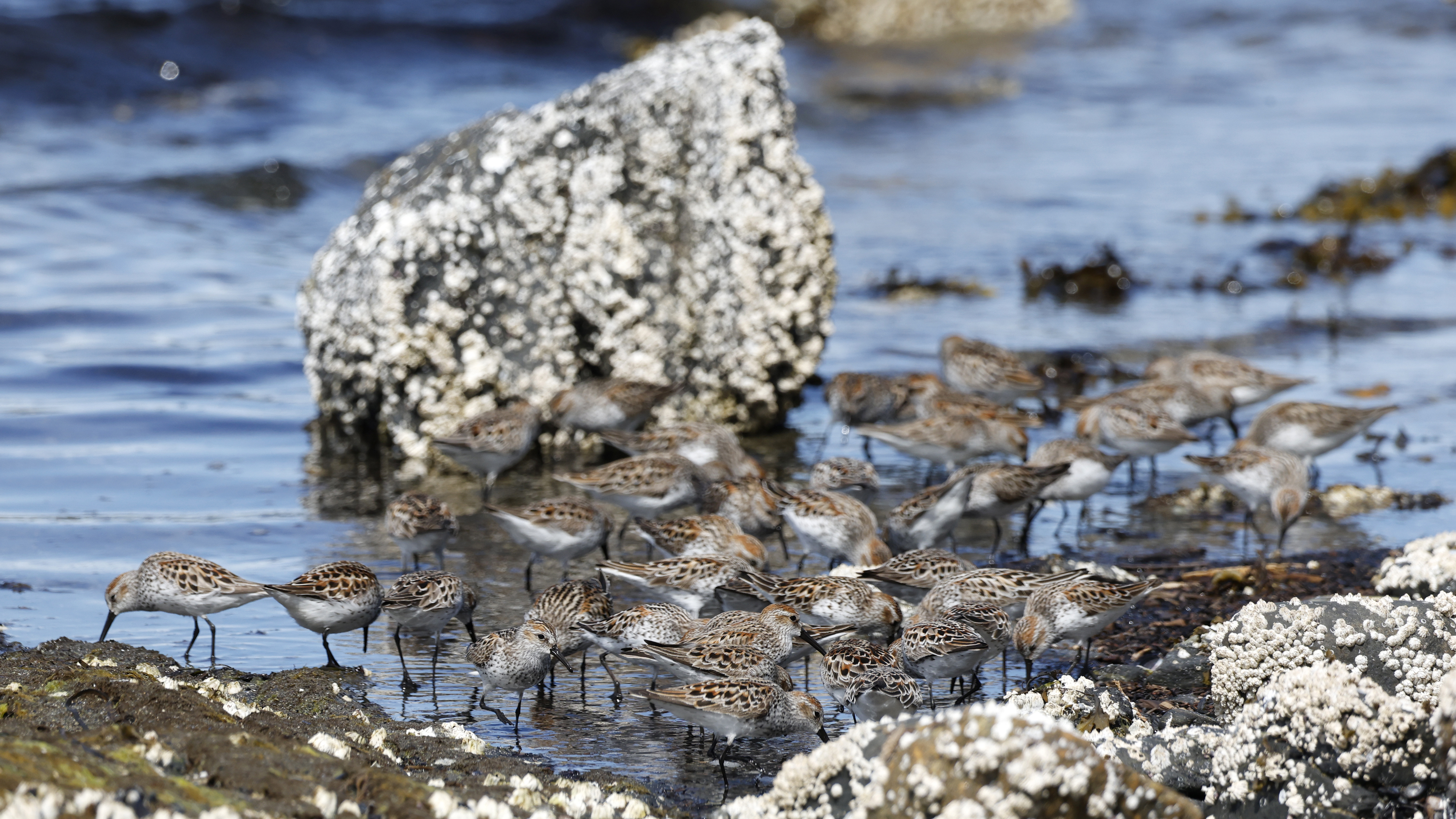 2026 05 08 Sandpiper 3
