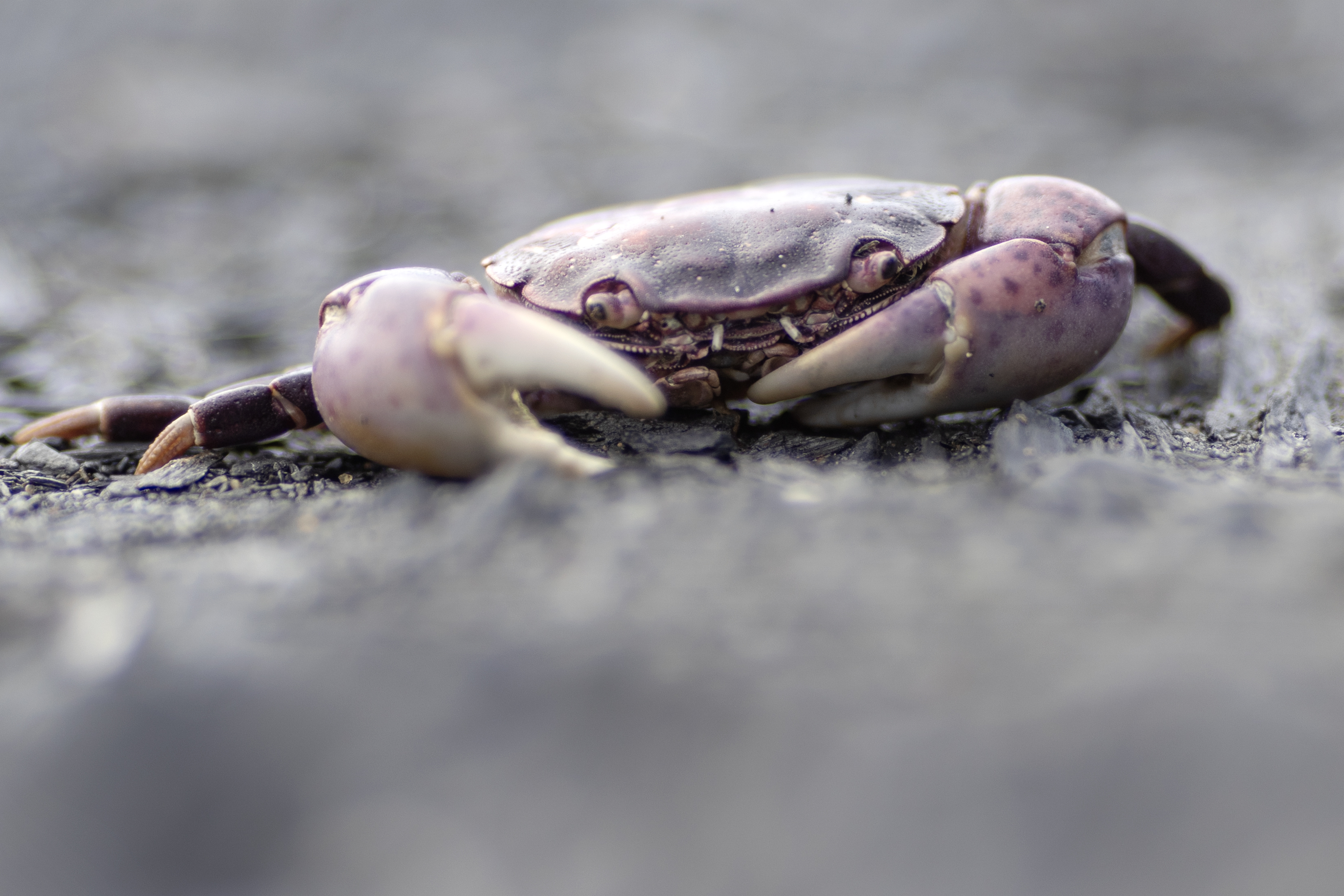2026 05 29 Crab