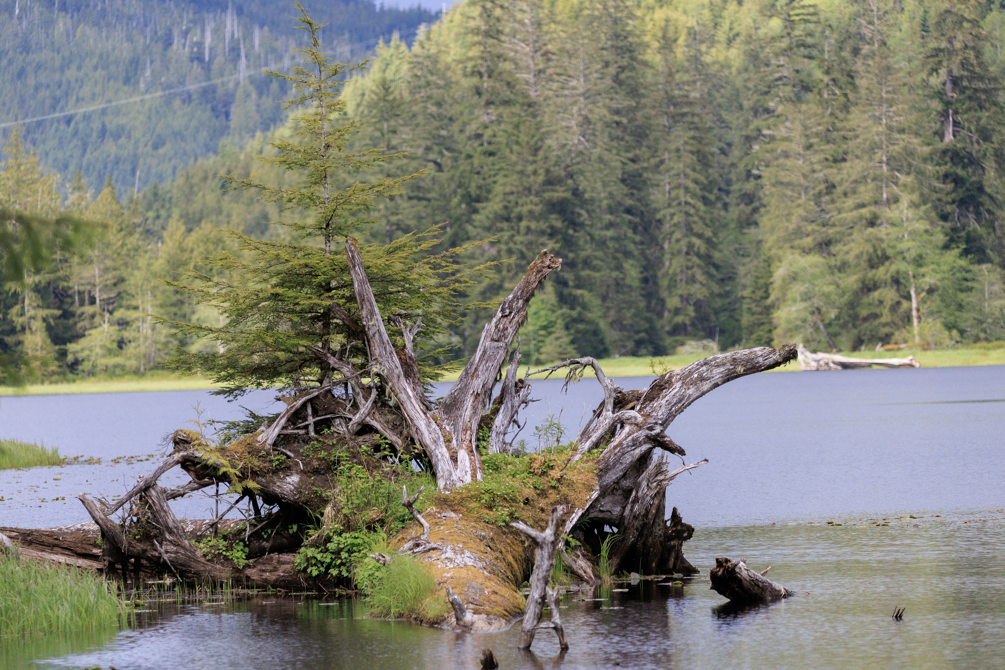 2026 06 06 Lake of Trees 3
