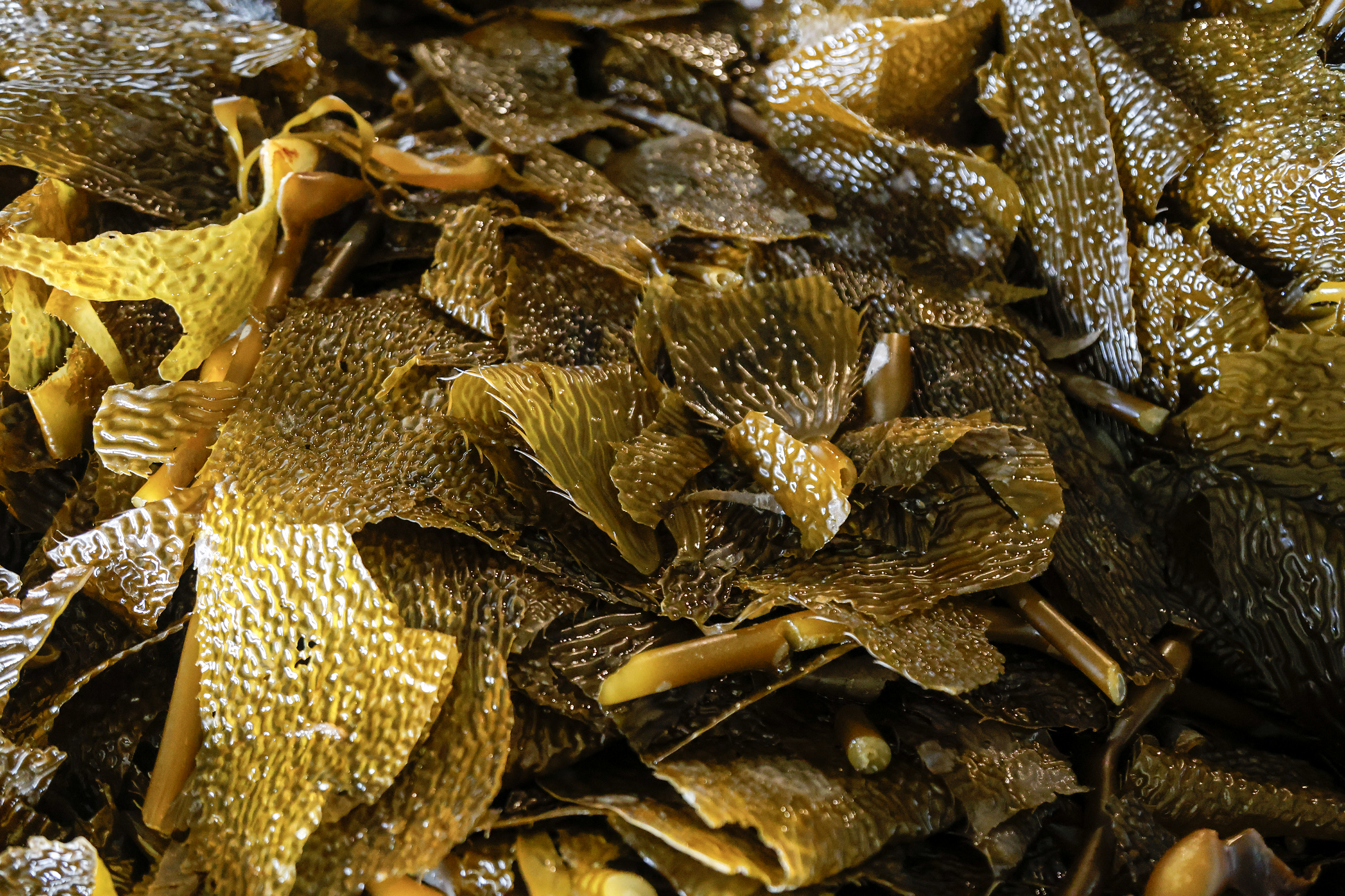 2026 06 19 Pacific Kelp 1