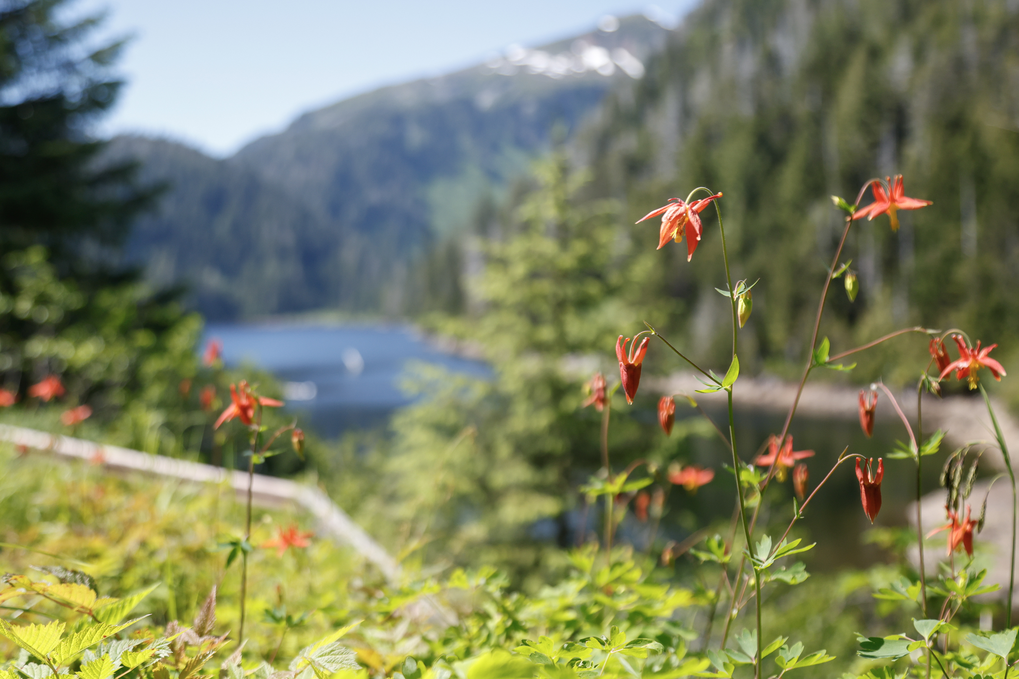 2026 06 21 Silvis Lake 2