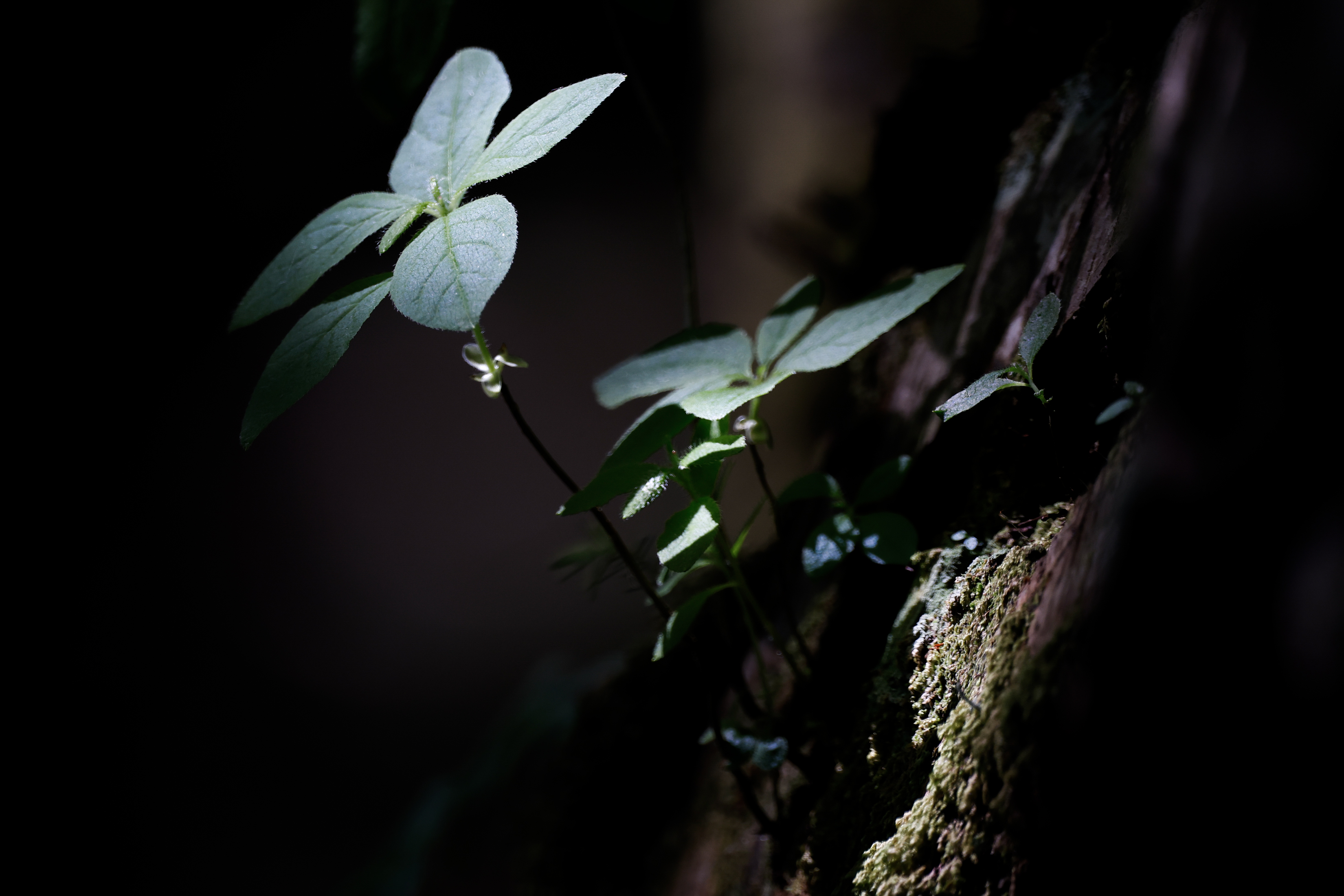 2026 06 23 Light and Flora 1