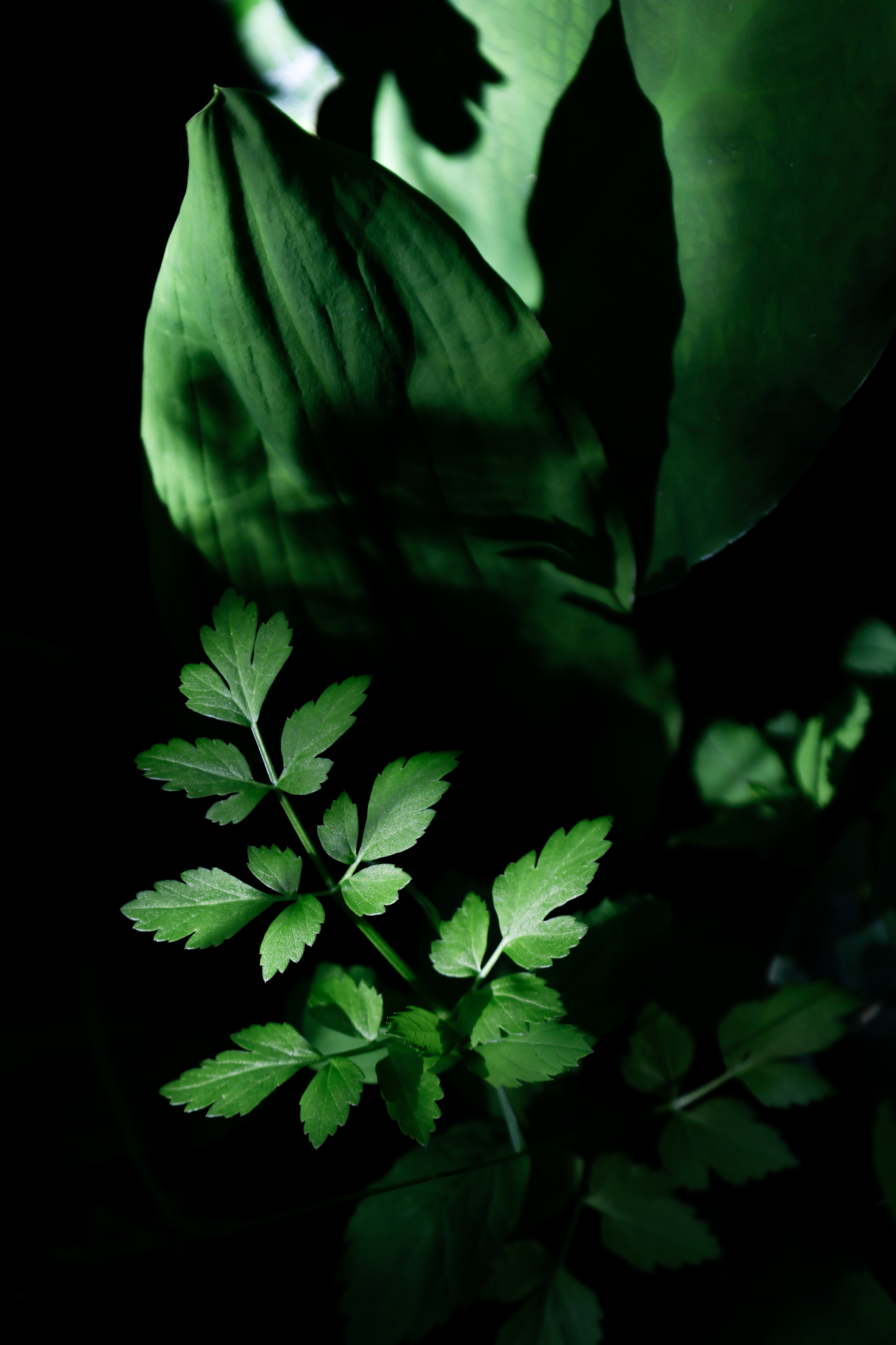 2026 06 23 Light and Flora 2