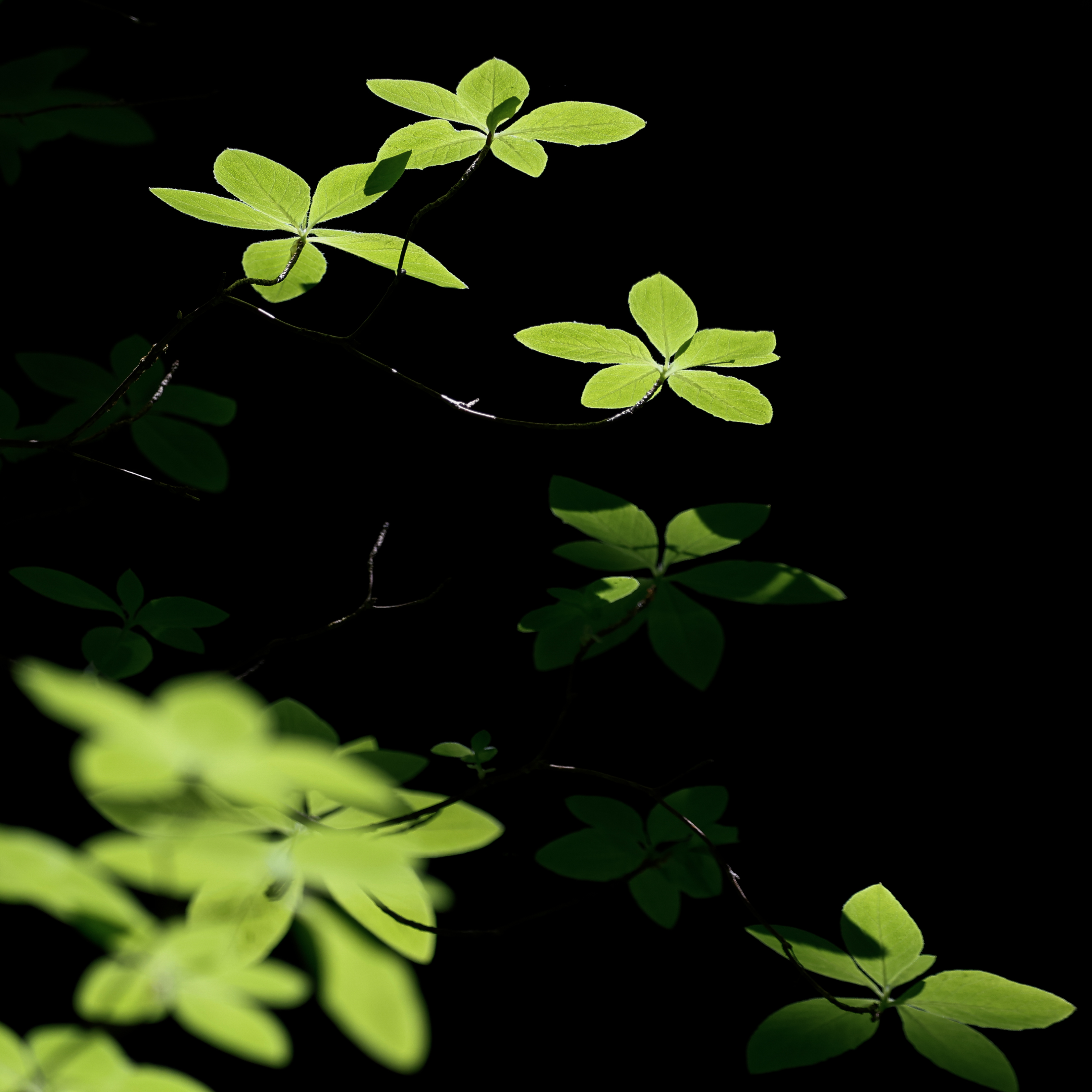 2026 06 23 Light and Flora 3