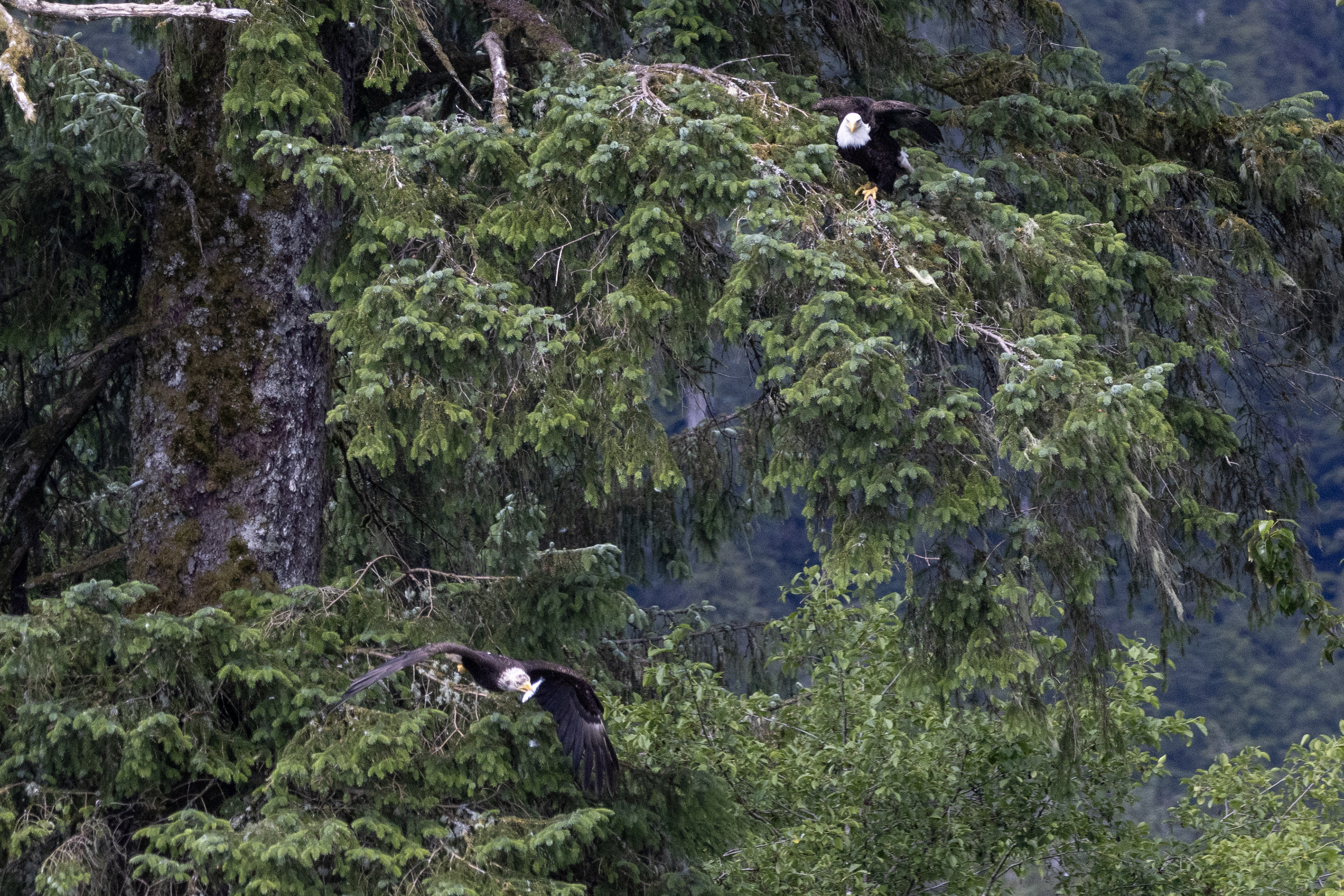 2026 07 13 Tourist Eagles 2