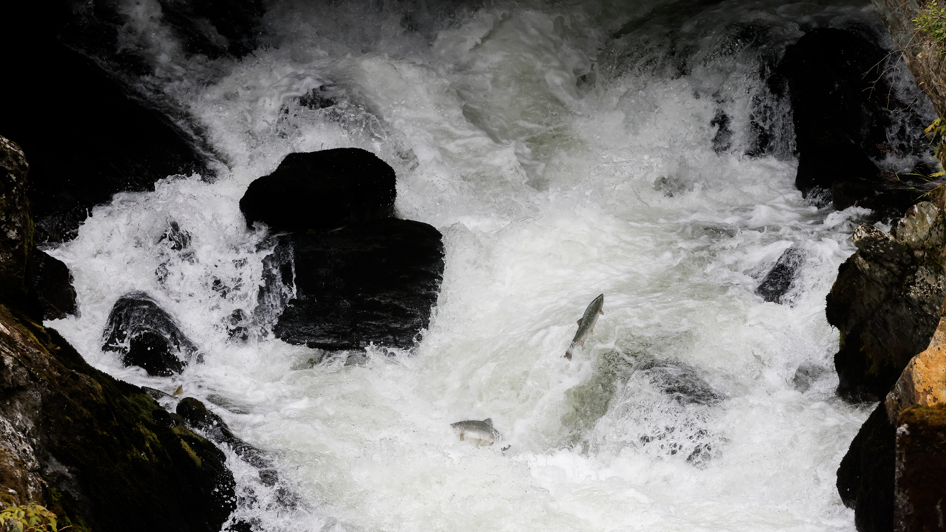 2026 08 06 Salmon Rapids