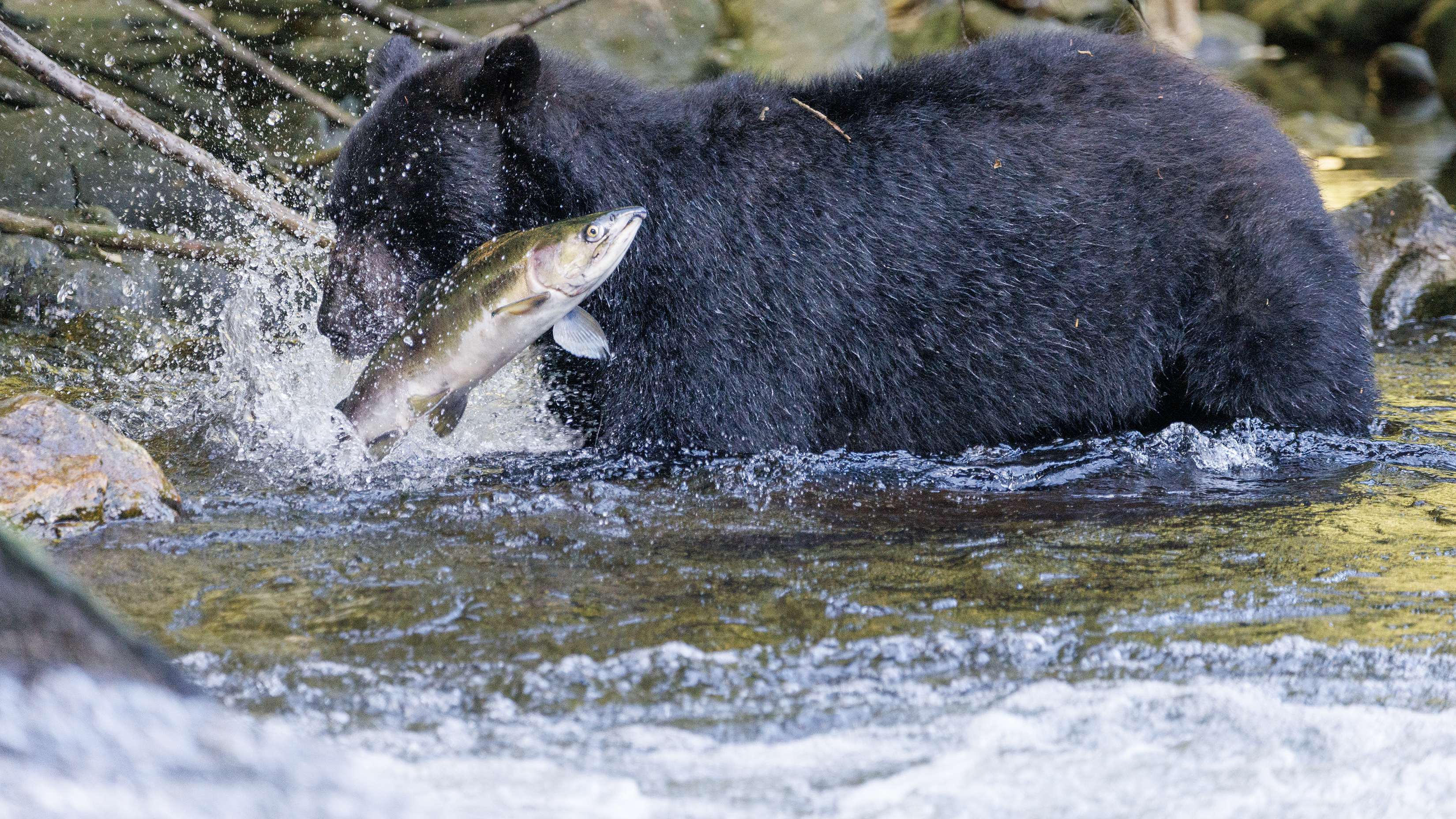2026 08 21 Ketchikan Creek Bear 1